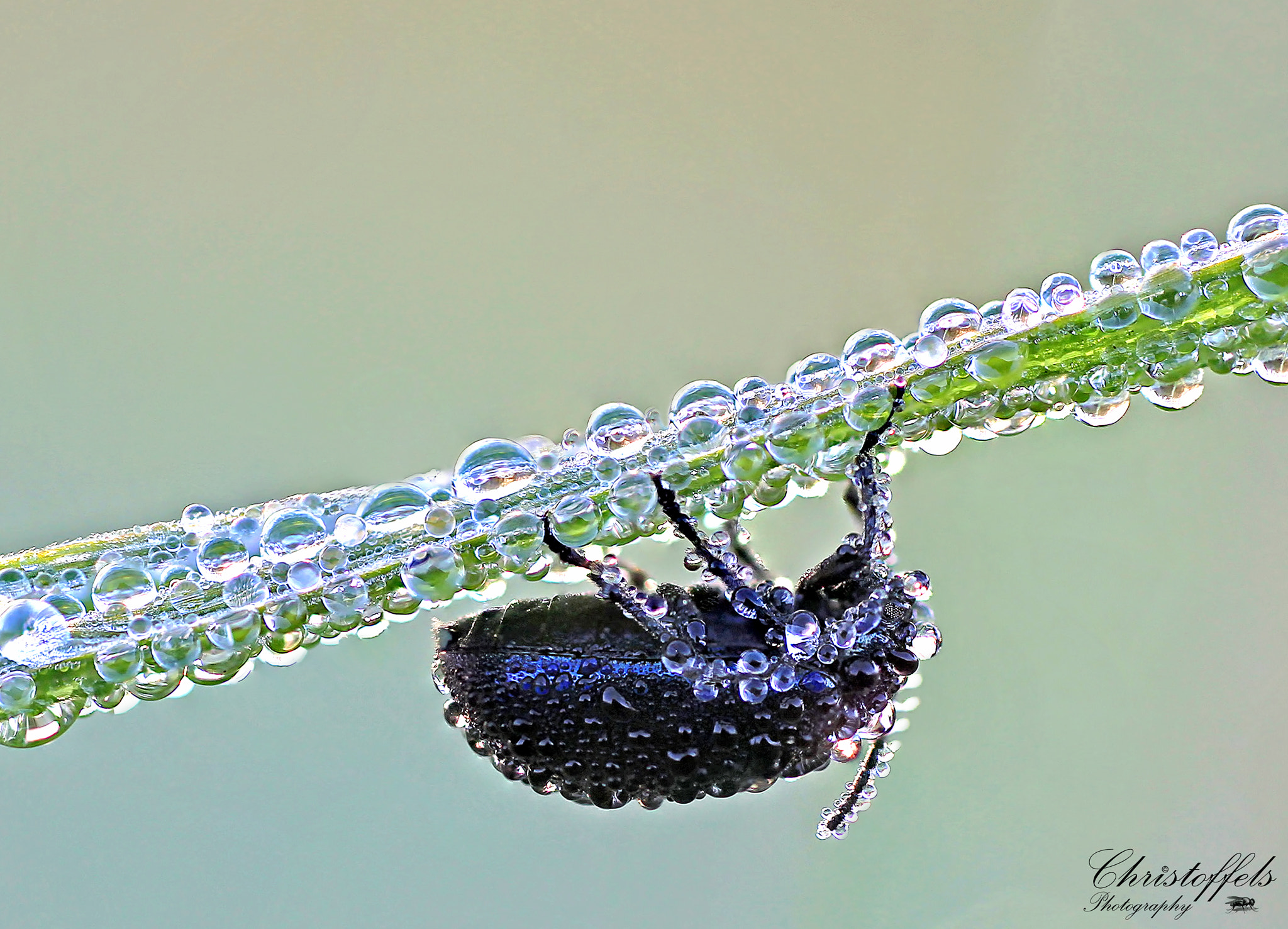 Canon EOS 60D + Sigma 70mm F2.8 EX DG Macro sample photo. Blauwe muntgoudhaantje (chrysolina coerulans) photography