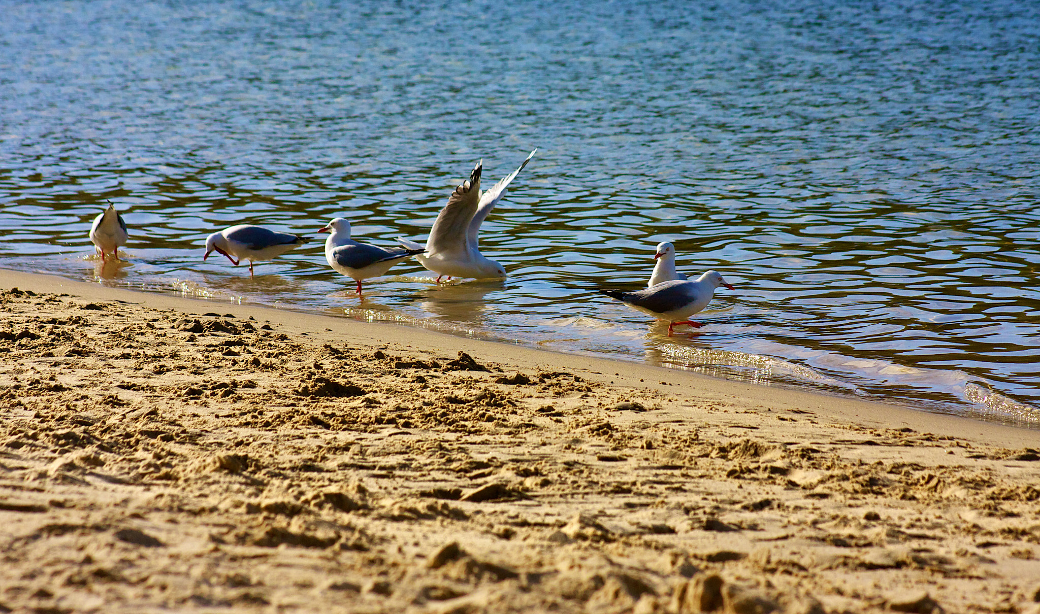 Canon EOS 40D + EF75-300mm f/4-5.6 sample photo. Seagull refresh photography