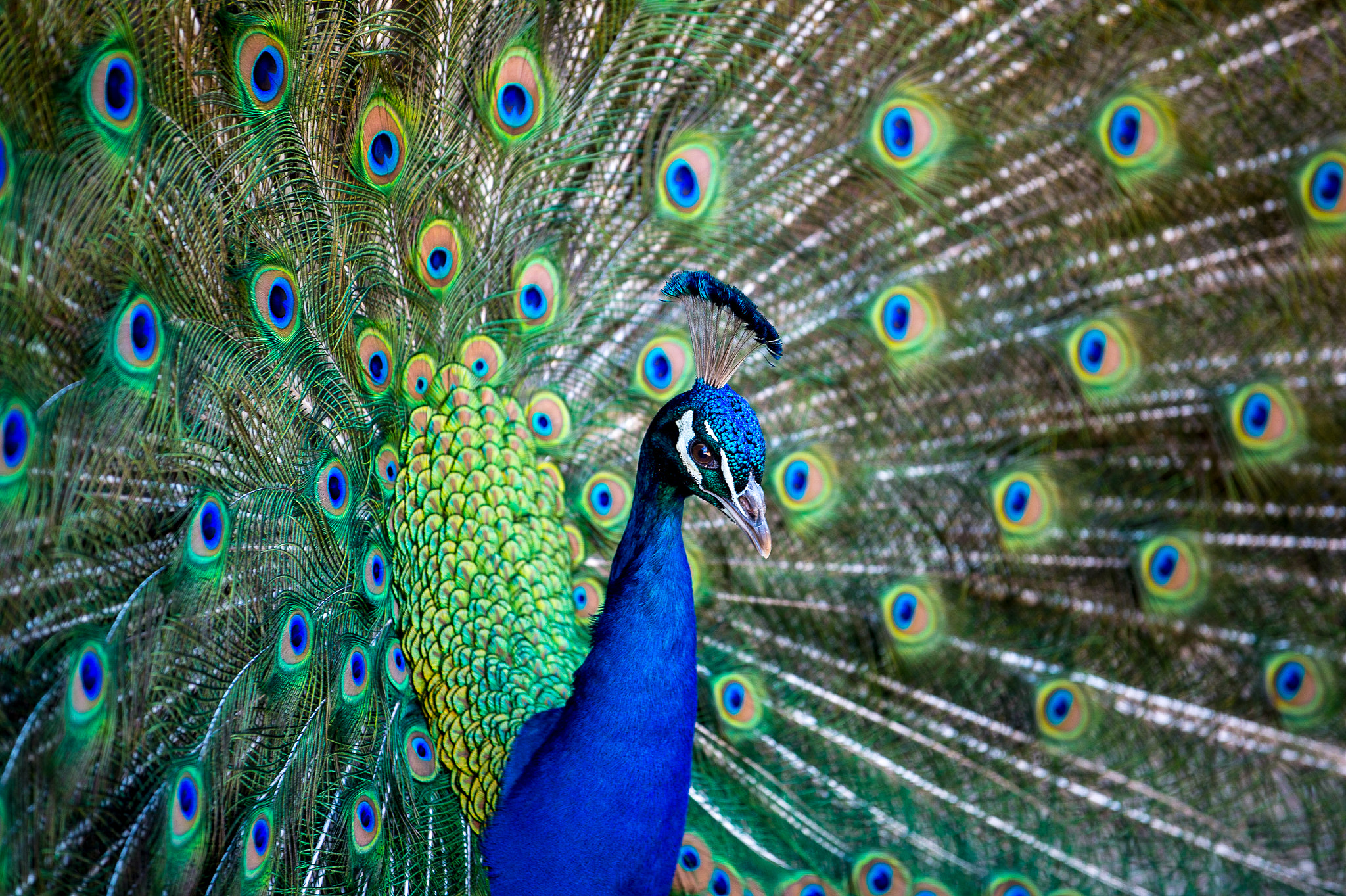 Nikon AF-S Nikkor 70-200mm F4G ED VR sample photo. Peackock photography