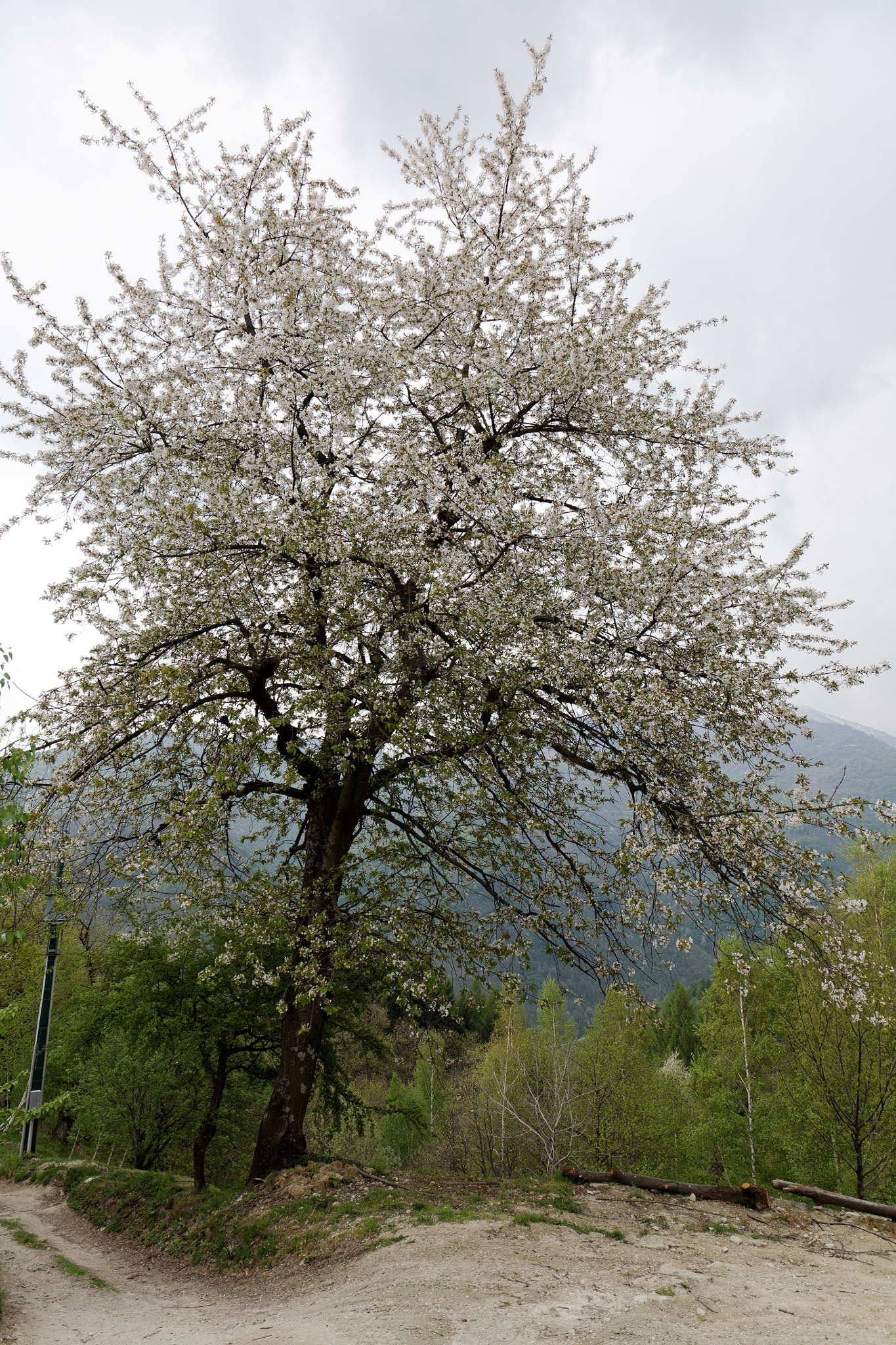 Canon EF 24-105mm F3.5-5.6 IS STM sample photo. Cherry tree photography