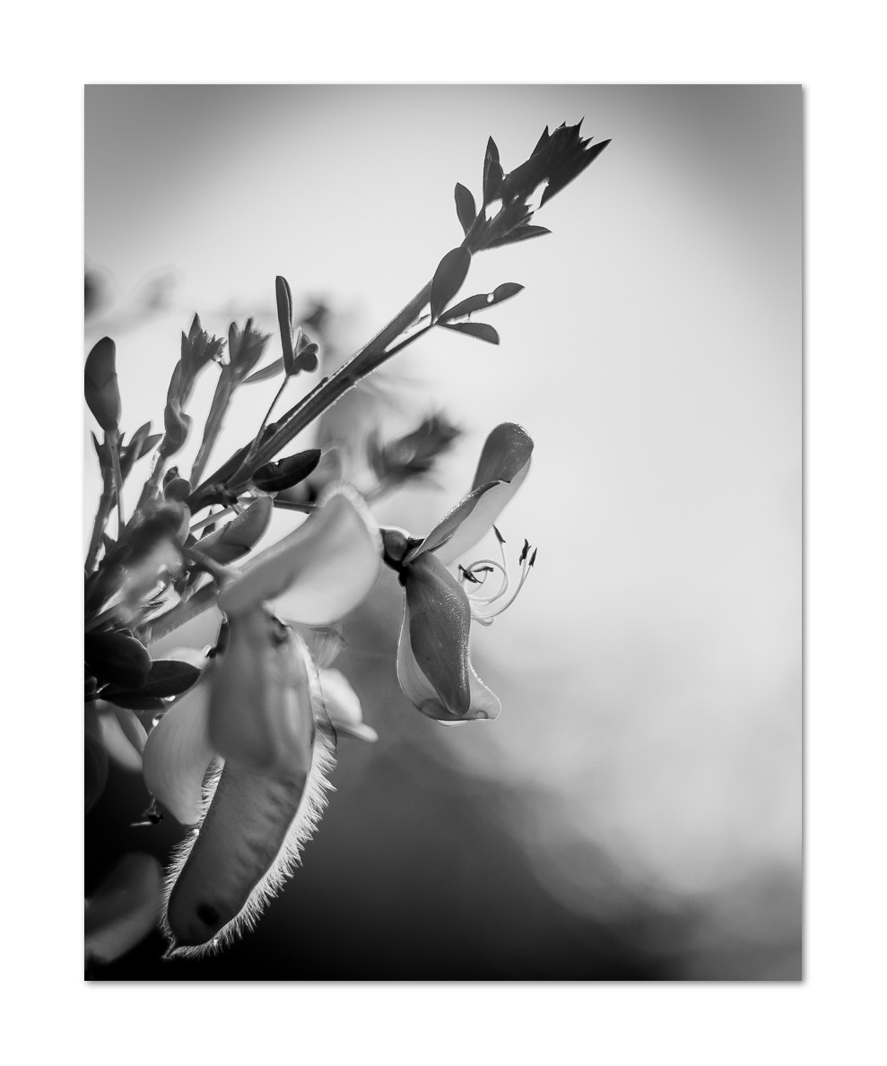 Canon EF 28-80mm f/3.5-5.6 sample photo. Fleur de genet photography