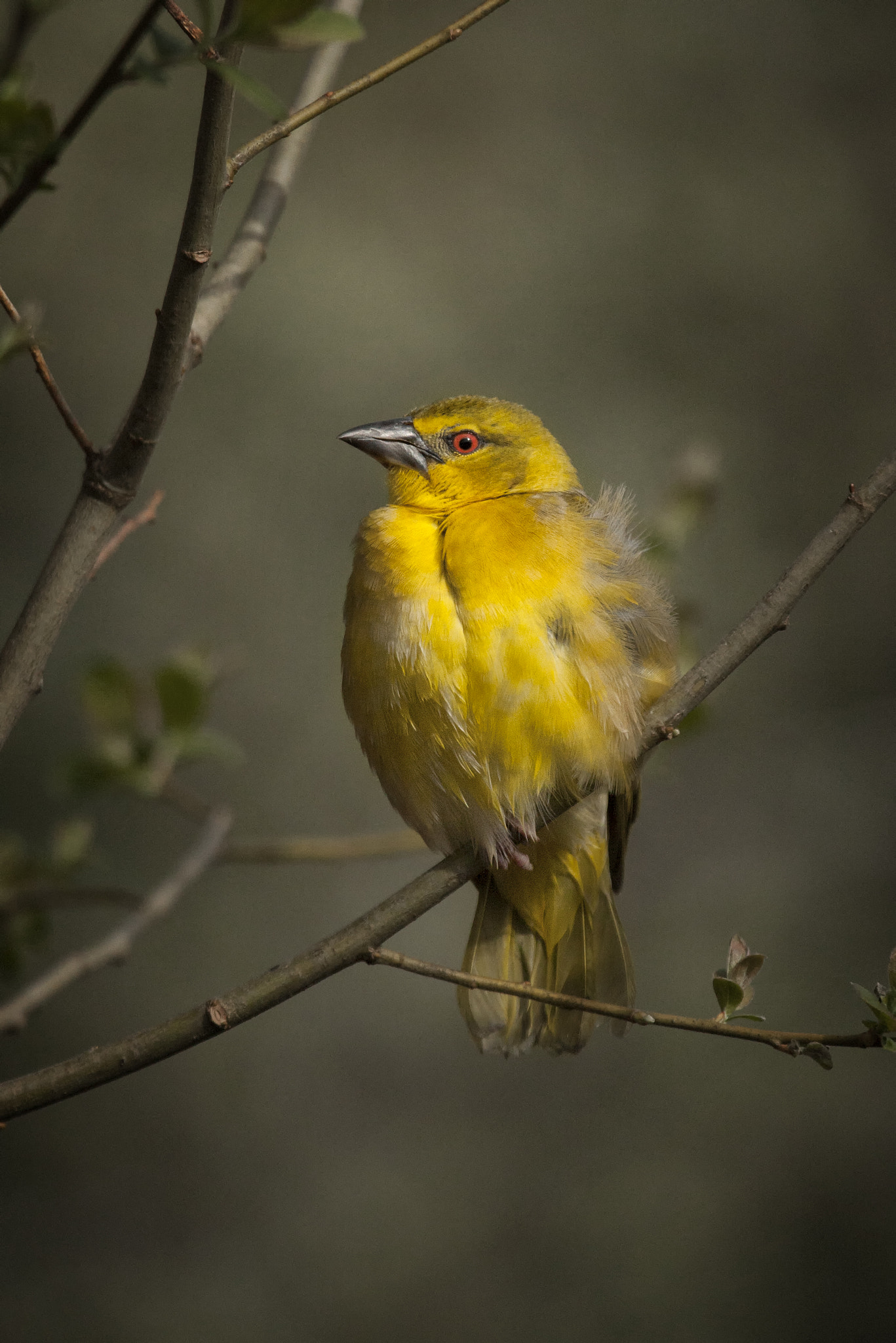 Canon EOS-1D Mark III sample photo. Weaver photography