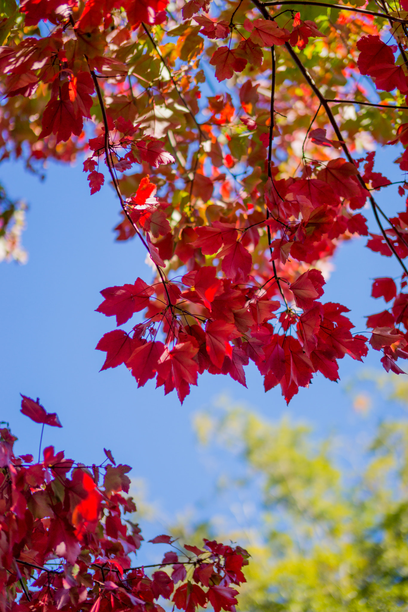 Sony Planar T* 50mm F1.4 ZA SSM sample photo. Autumn leaves photography
