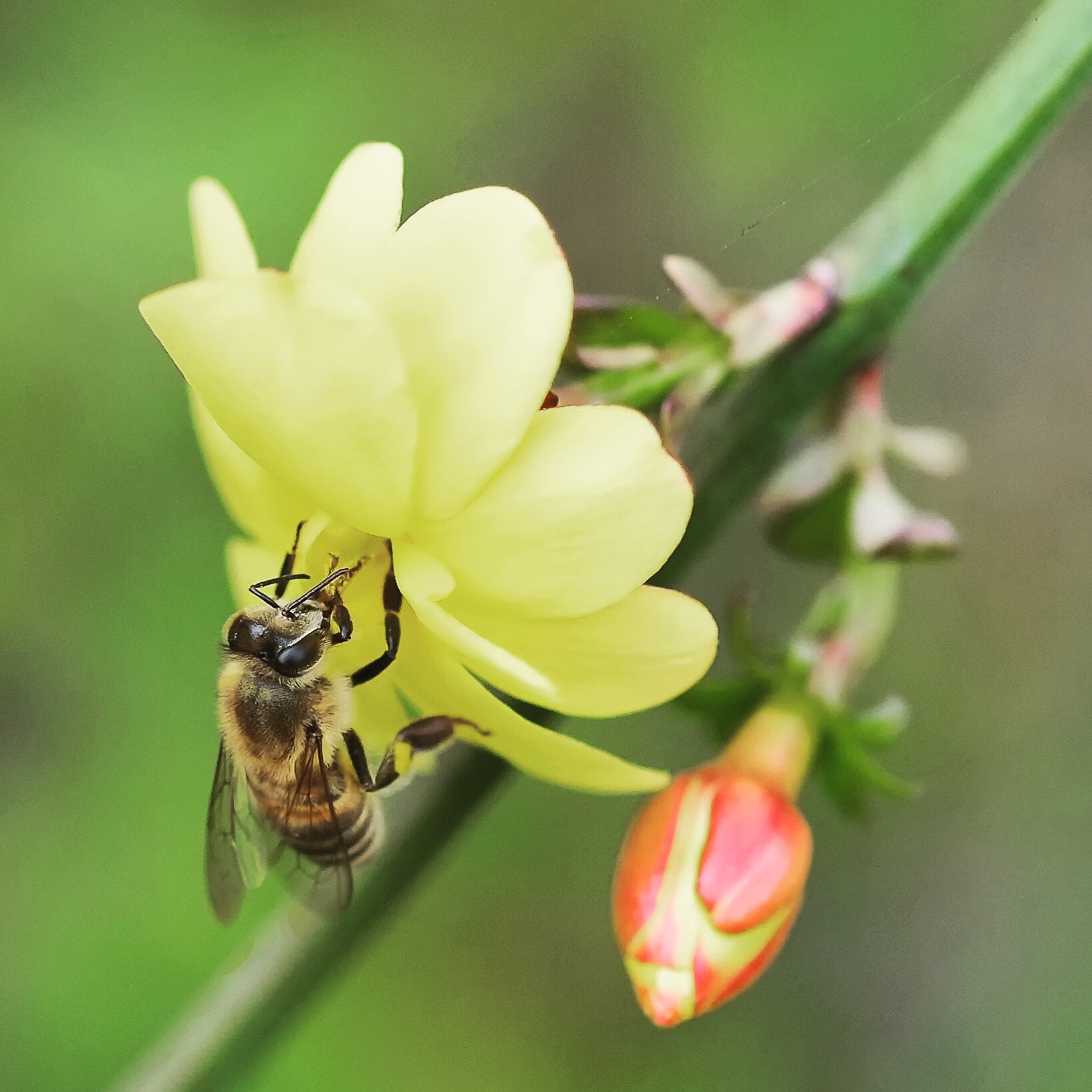 Fujifilm X-E1 + Fujifilm XF 60mm F2.4 R Macro sample photo. Bee&flower photography