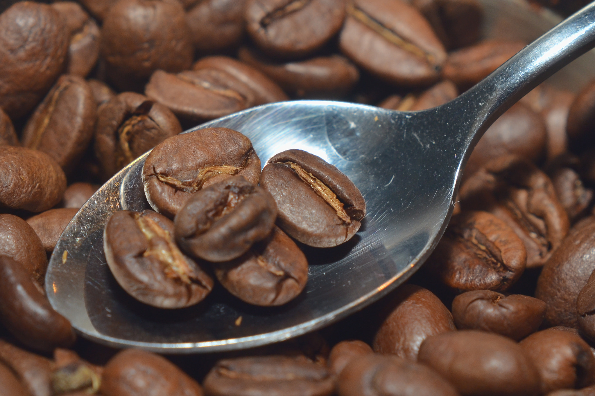 Manual Lens No CPU sample photo. Coffee arabica photography