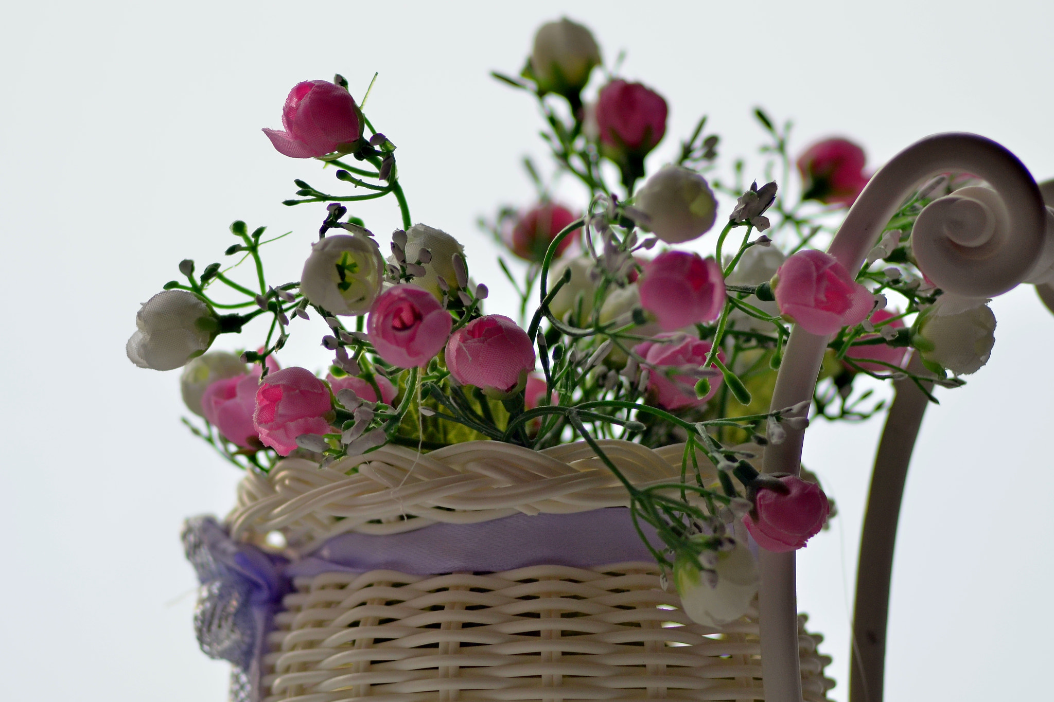Manual Lens No CPU sample photo. D7s_7277.jpg photography
