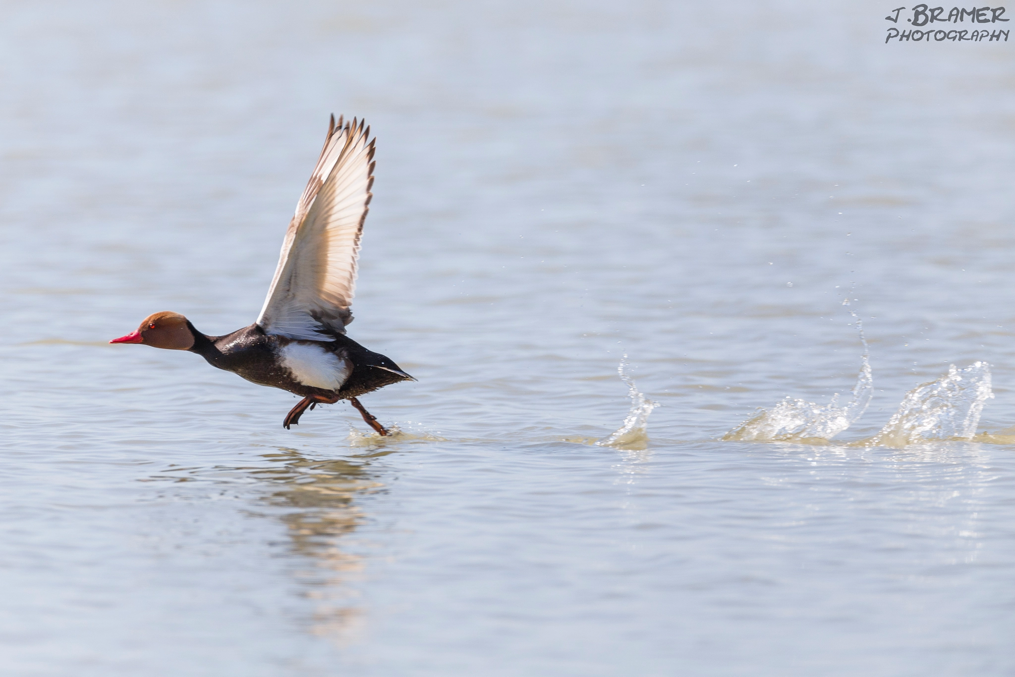 Canon EF 600mm F4L IS USM sample photo. Kolbenente photography