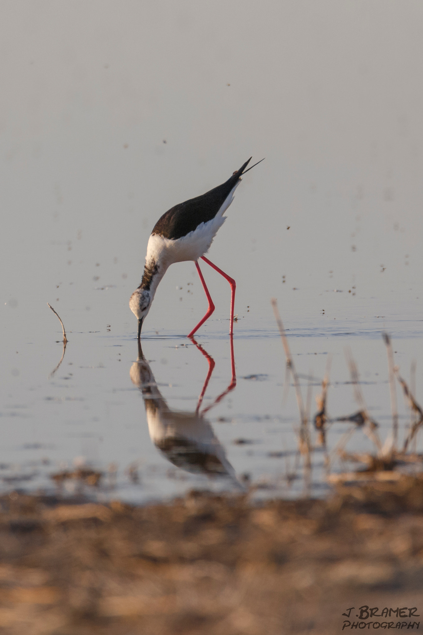 Canon EF 600mm F4L IS USM sample photo. Stelzenläufer photography