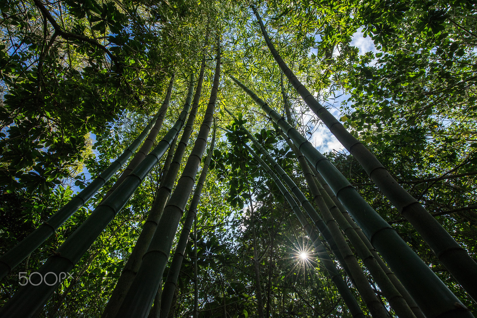 Sony a7R sample photo. In the jungle photography