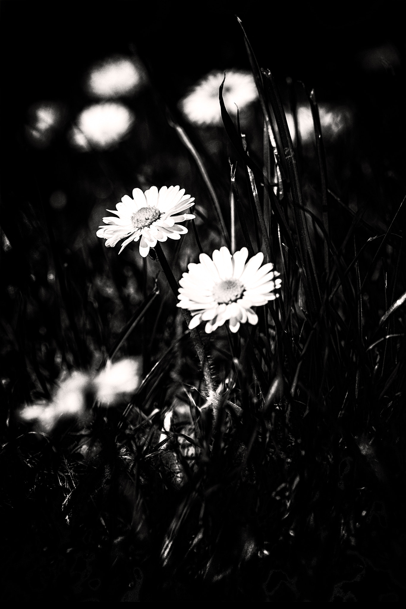 Canon EF-S 60mm F2.8 Macro USM sample photo. Little daisies photography
