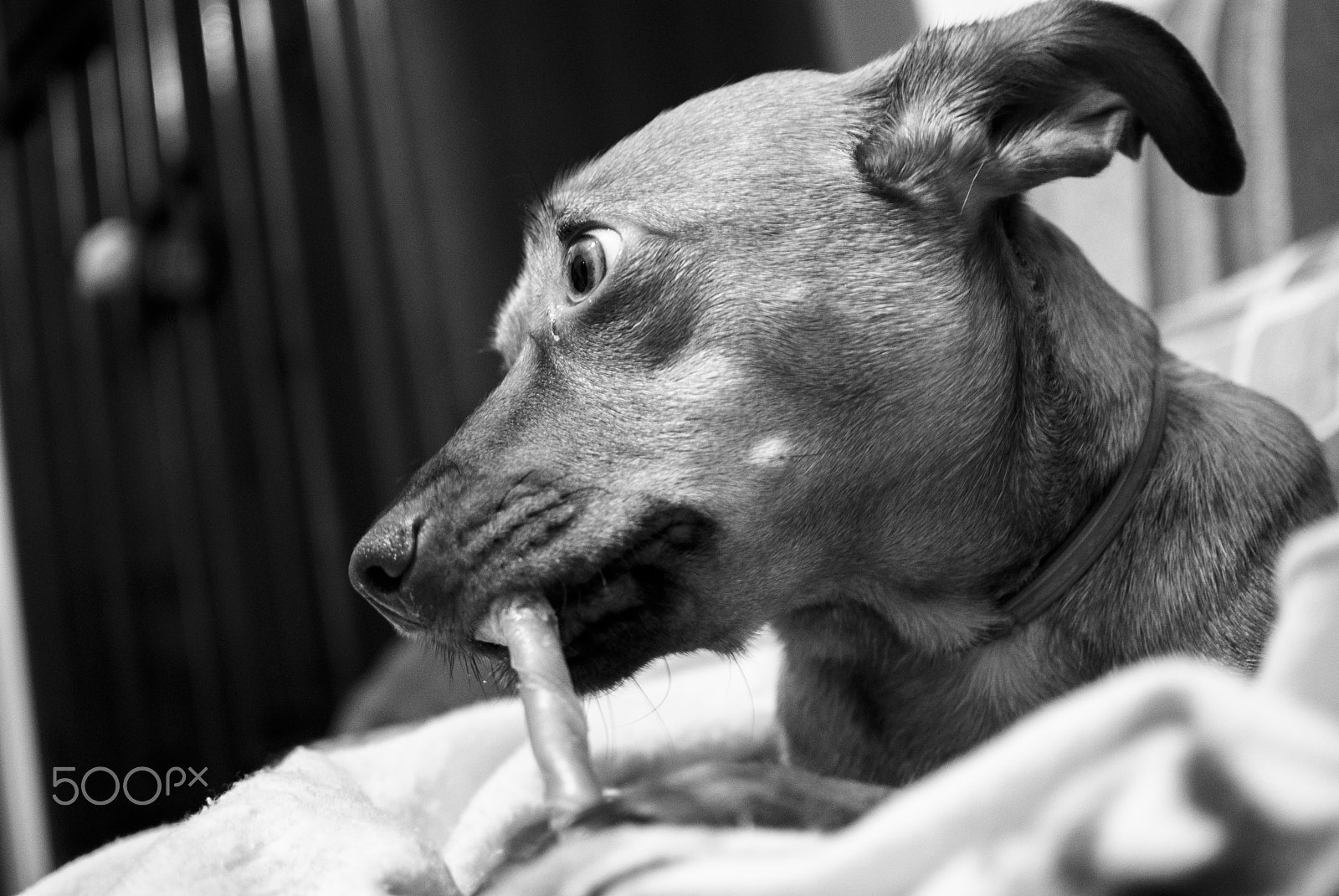 Nikon 1 V1 + Nikon 1 Nikkor 18.5mm F1.8 sample photo. Janis.jpg photography