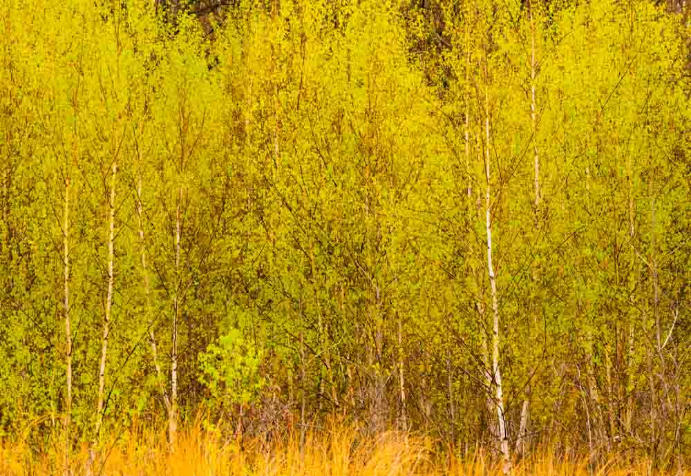 Sigma 150-600mm F5-6.3 DG OS HSM | C sample photo. Spring in the birch woods photography