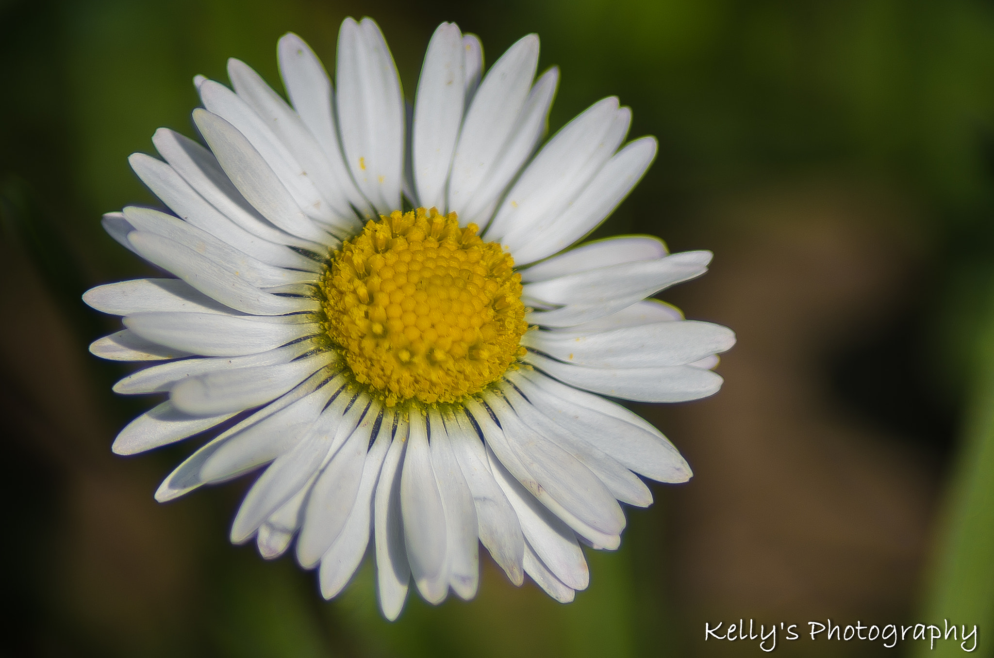 Tamron AF 70-300mm F4-5.6 Di LD Macro sample photo. A daisy  photography