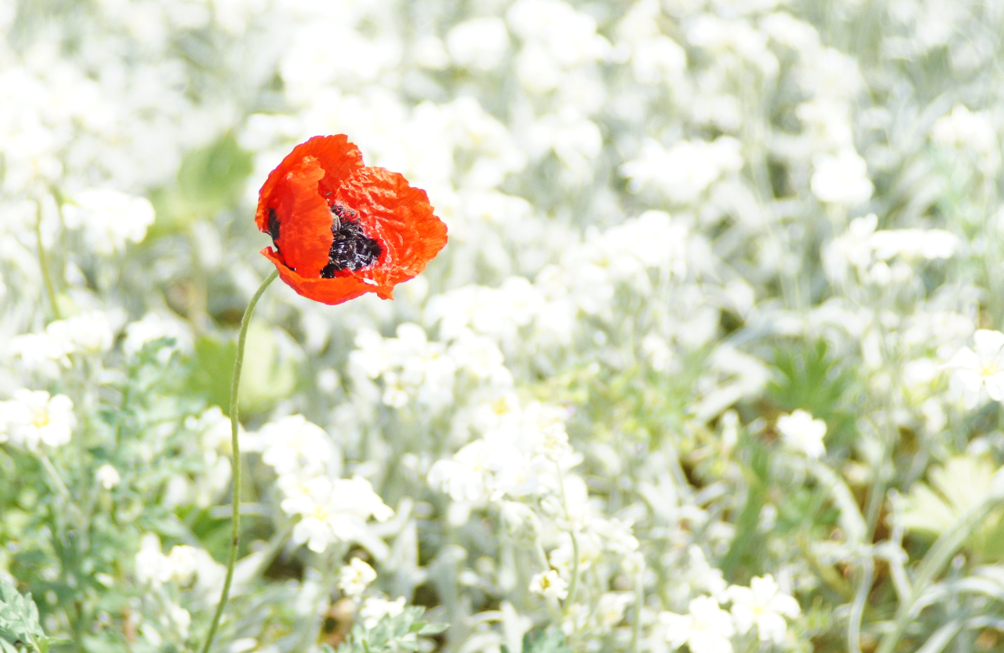 Minolta/Sony AF 24-105mm F3.5-4.5 (D) sample photo. *** photography