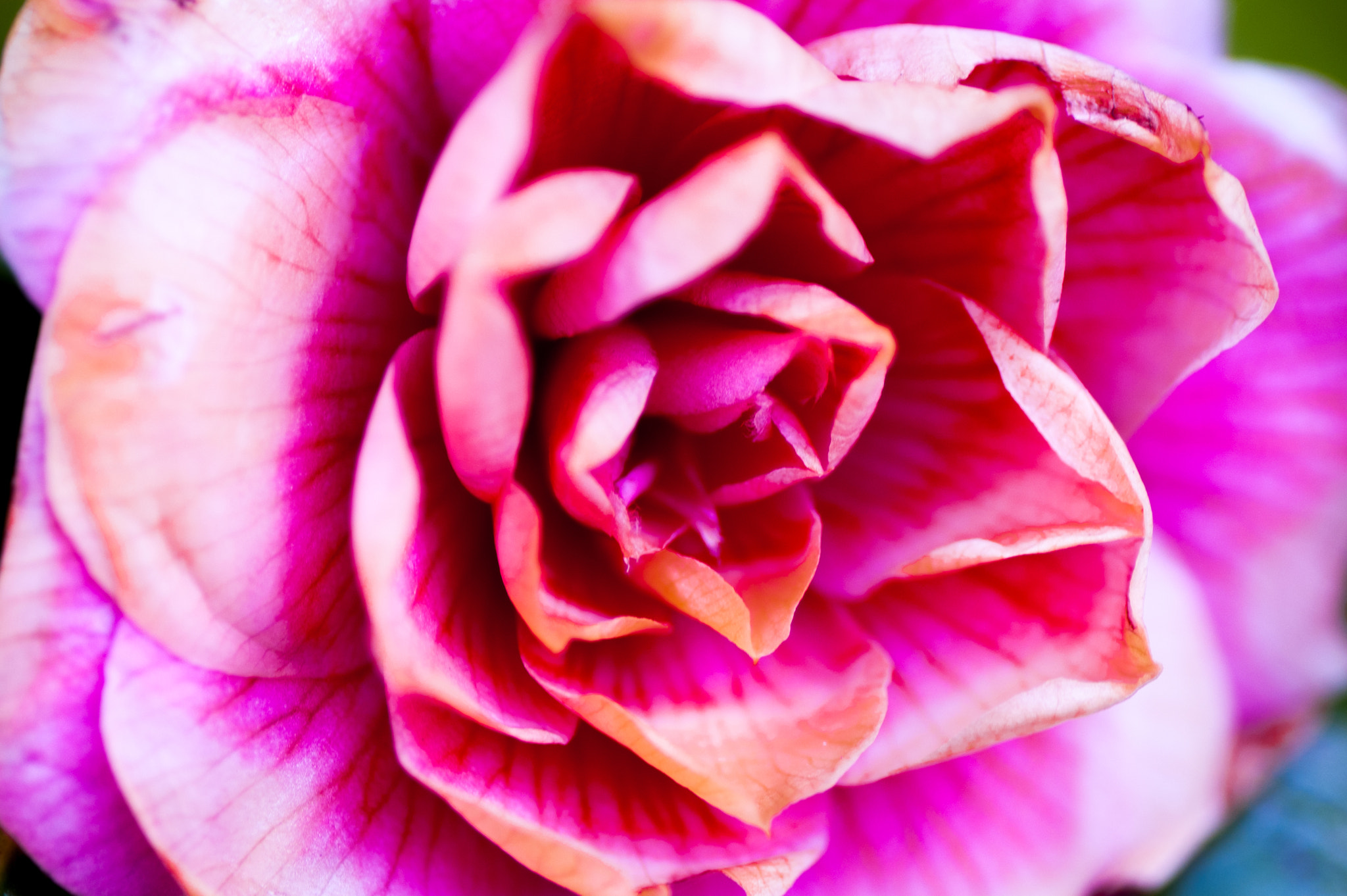 Nikon D40 sample photo. Flower photography