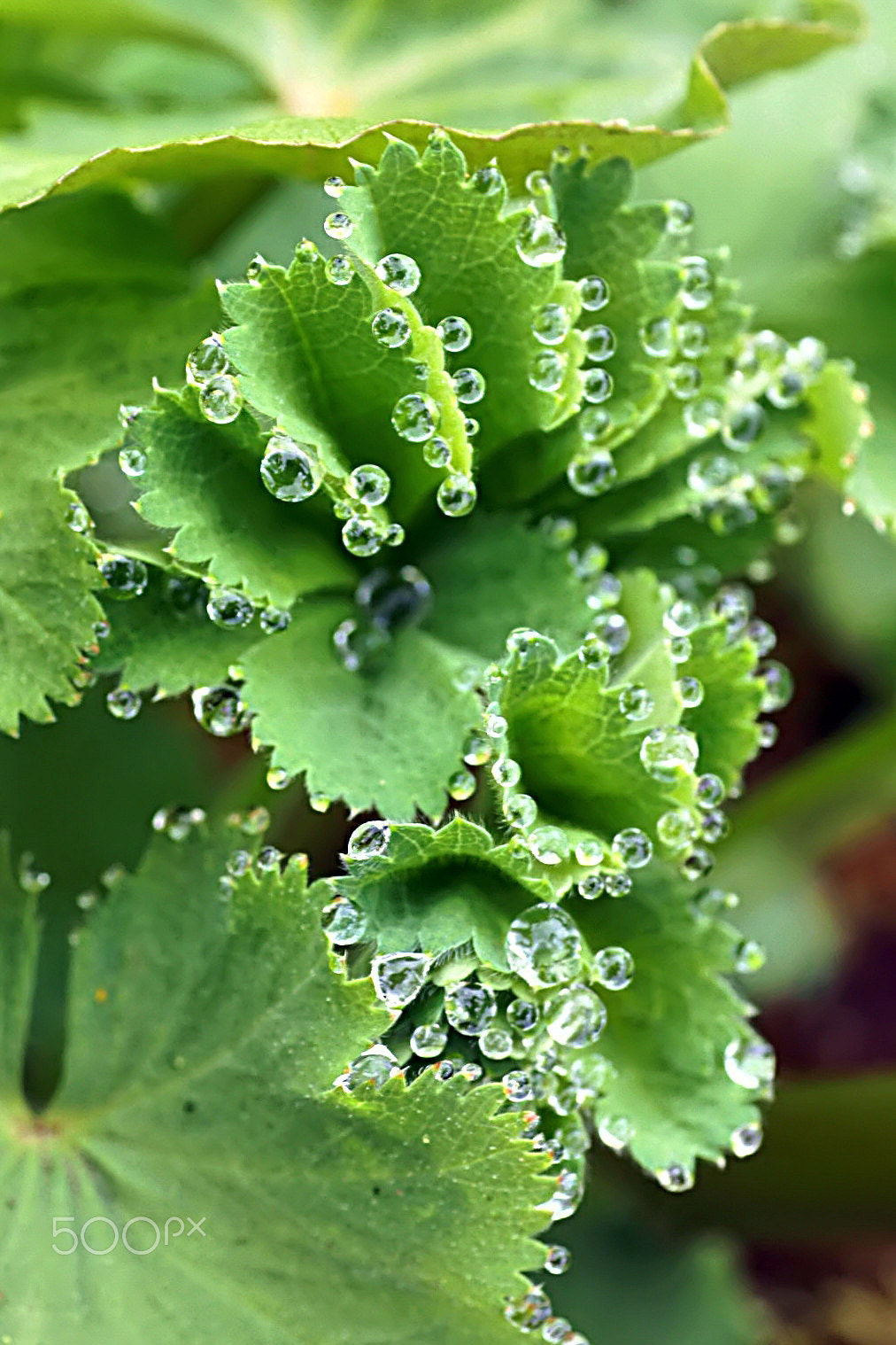 Minolta AF 50mm F3.5 Macro sample photo. Coquetterie de la nature photography