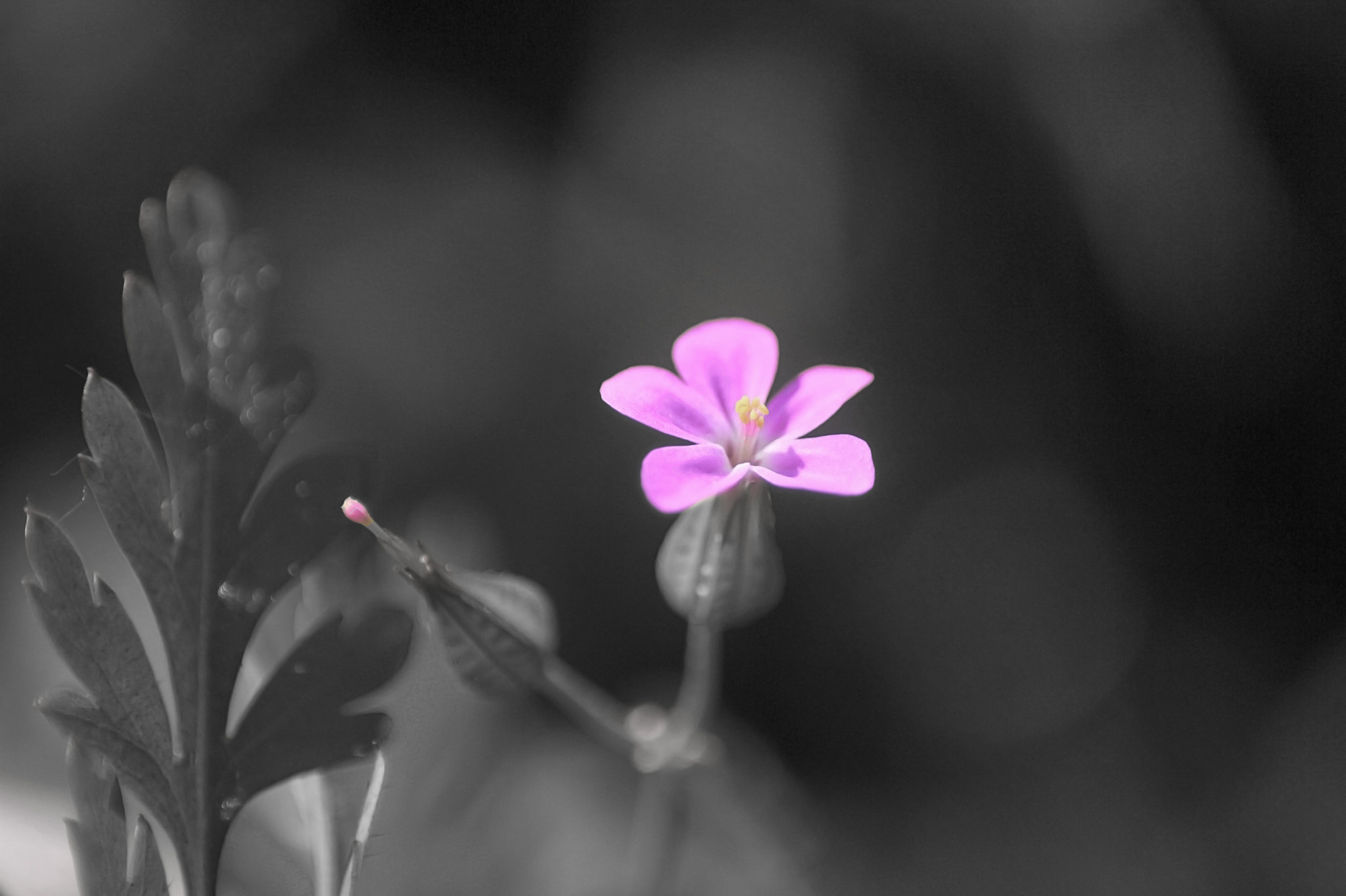 Canon EF 100mm F2.8 Macro USM sample photo. Erdoidumb&w photography