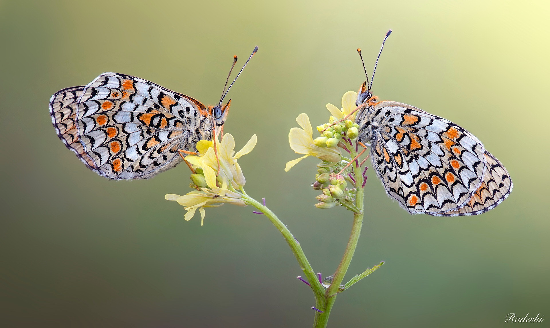 Nikon D800E + AF Micro-Nikkor 105mm f/2.8 sample photo. Una coppia felice photography