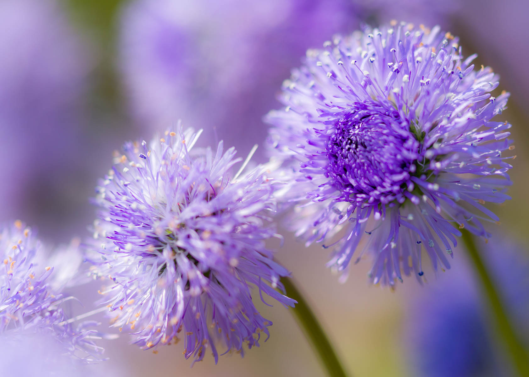 Pentax 645D + smc PENTAX-FA 645 Macro 120mm F4 sample photo. Flowers photography