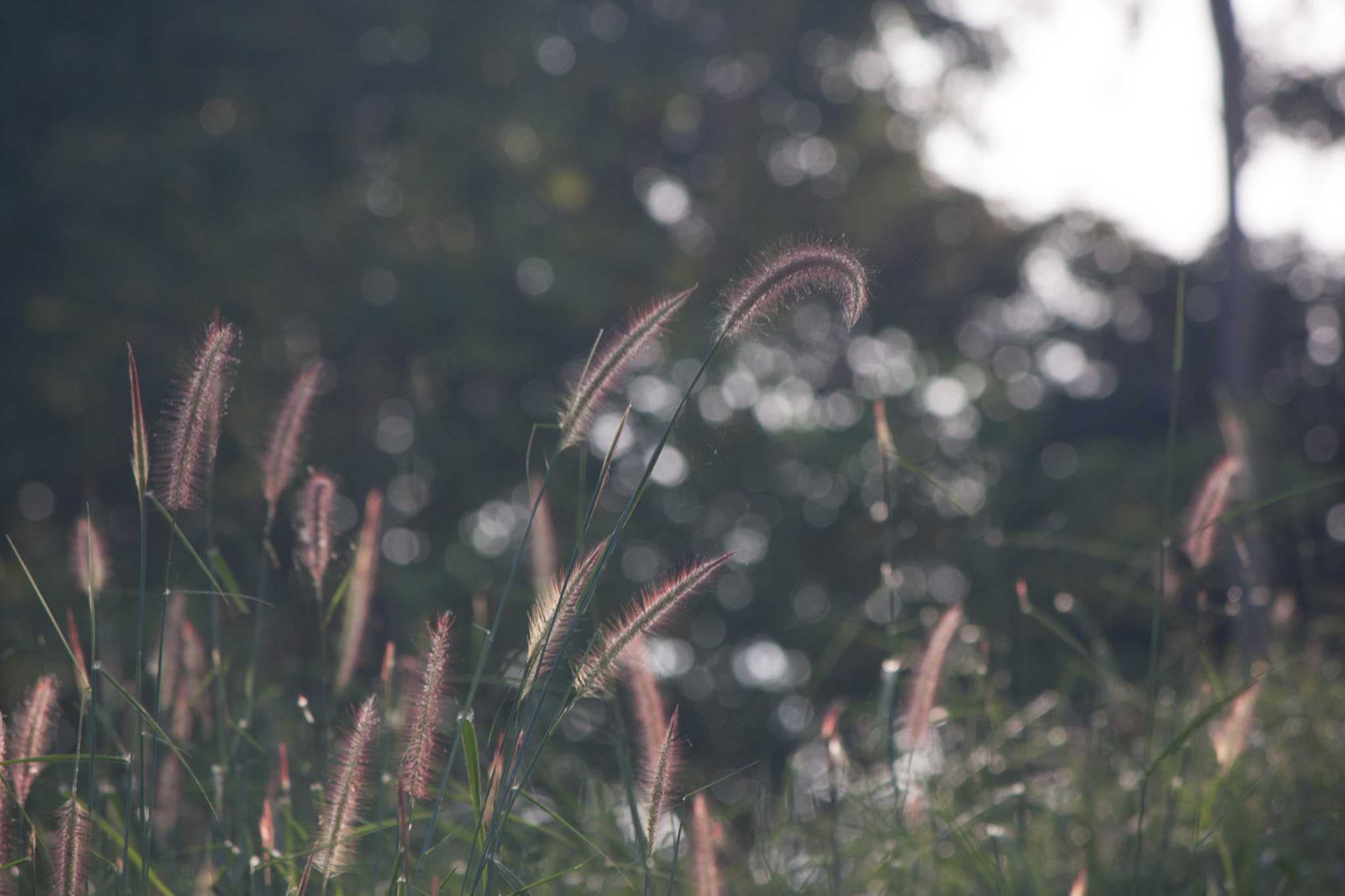 Canon EOS 500D (EOS Rebel T1i / EOS Kiss X3) sample photo. Morning in the nature photography
