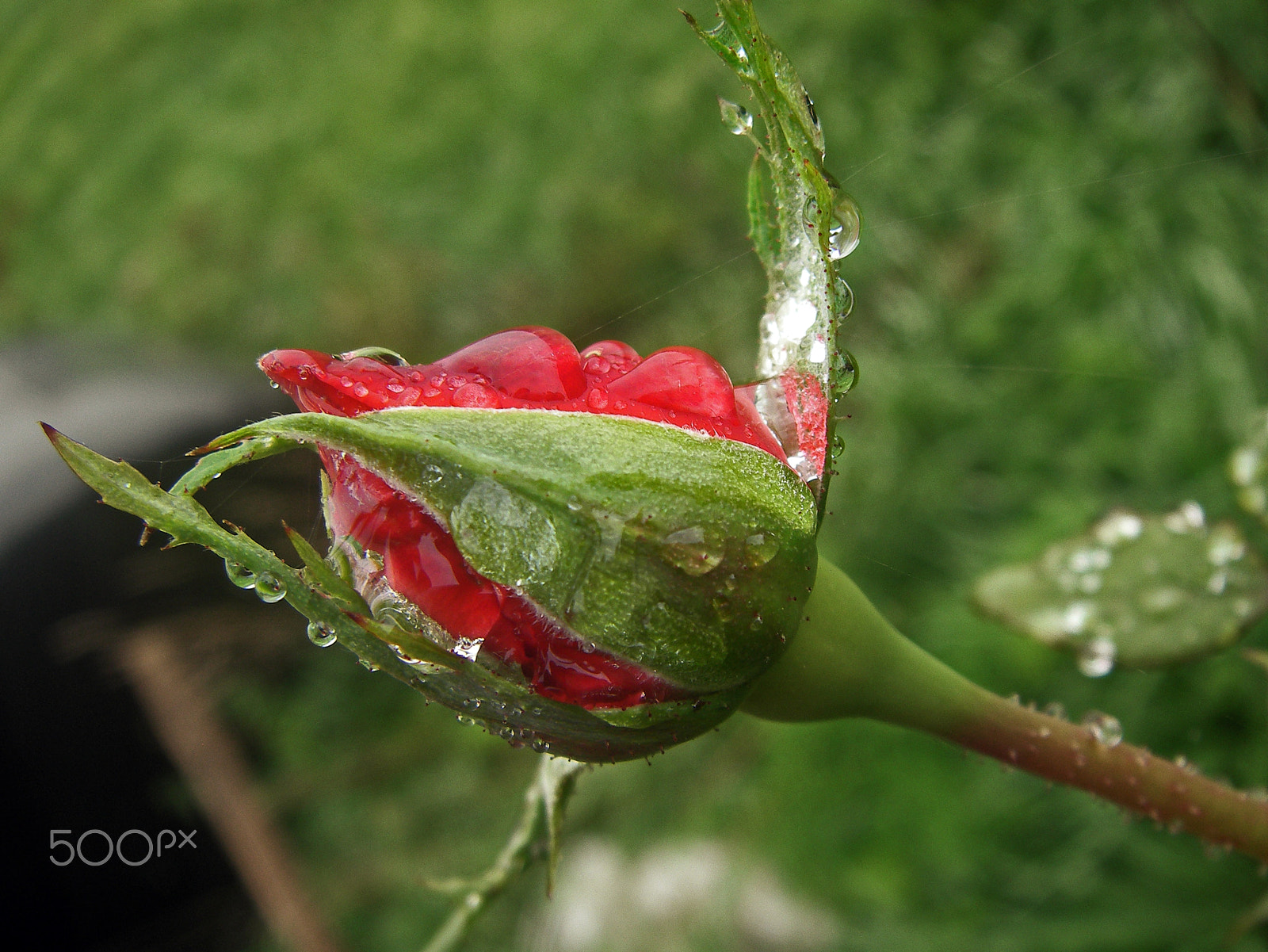SANYO E60 sample photo. El comienzo de una vida: photography