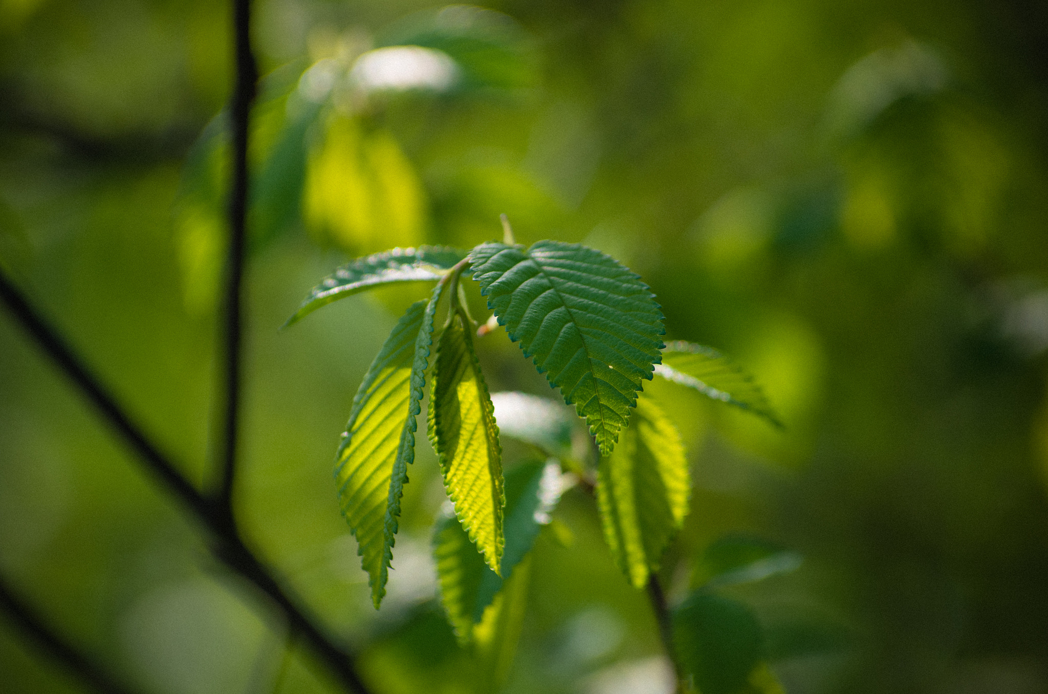 Pentax K-5 IIs sample photo. Признаки весны photography