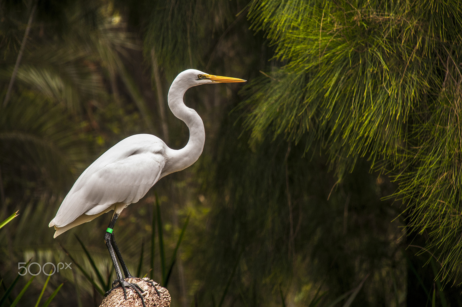 Nikon D300S + Nikon AF-S DX Nikkor 18-135mm F3.5-5.6G ED-IF sample photo. Bird photography