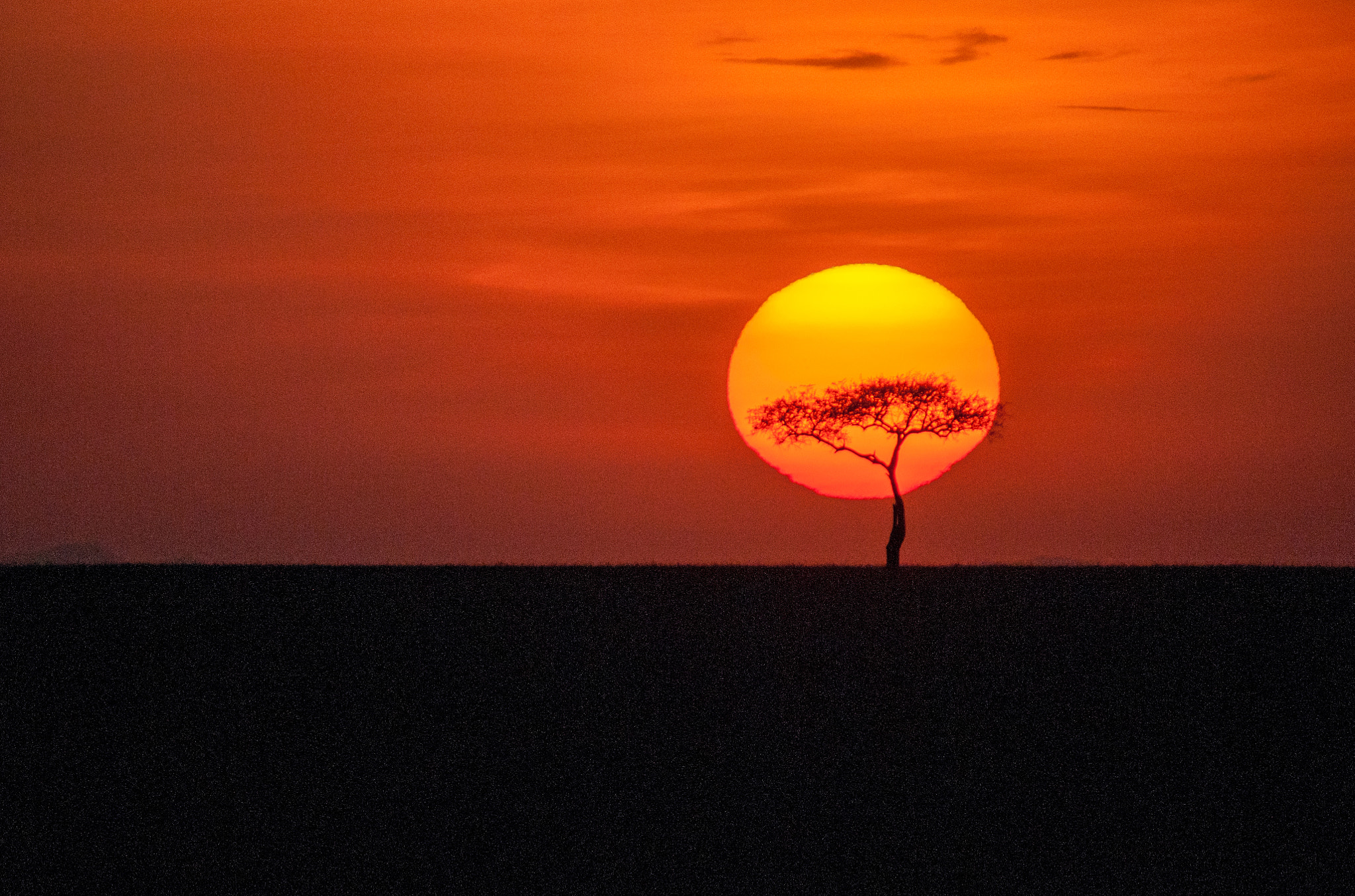 Nikon D300S + Sigma 150-500mm F5-6.3 DG OS HSM sample photo. African lonely tree photography