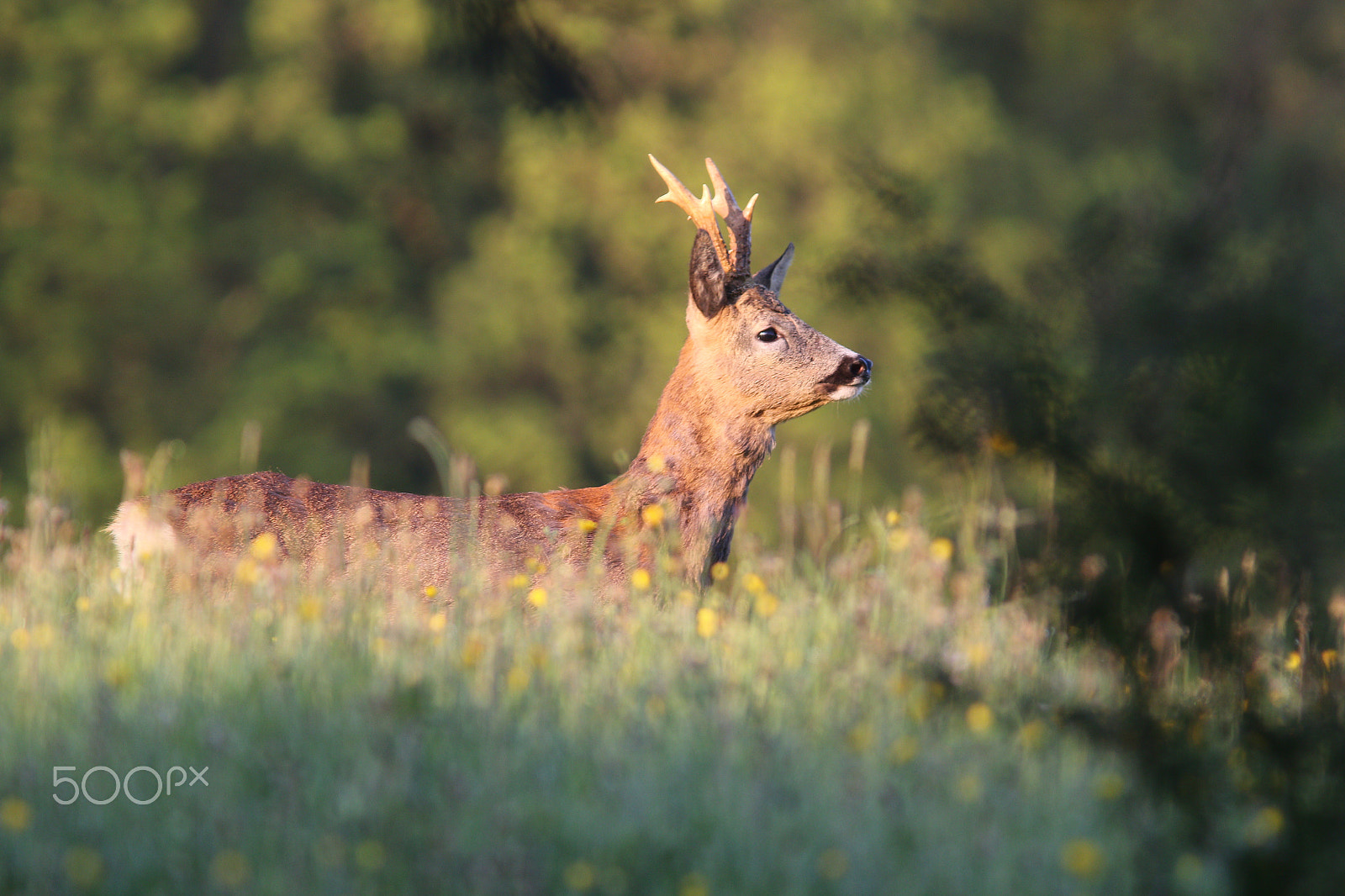Canon EF 300mm F4L IS USM sample photo. A l'heure ou blanchit la campagne photography