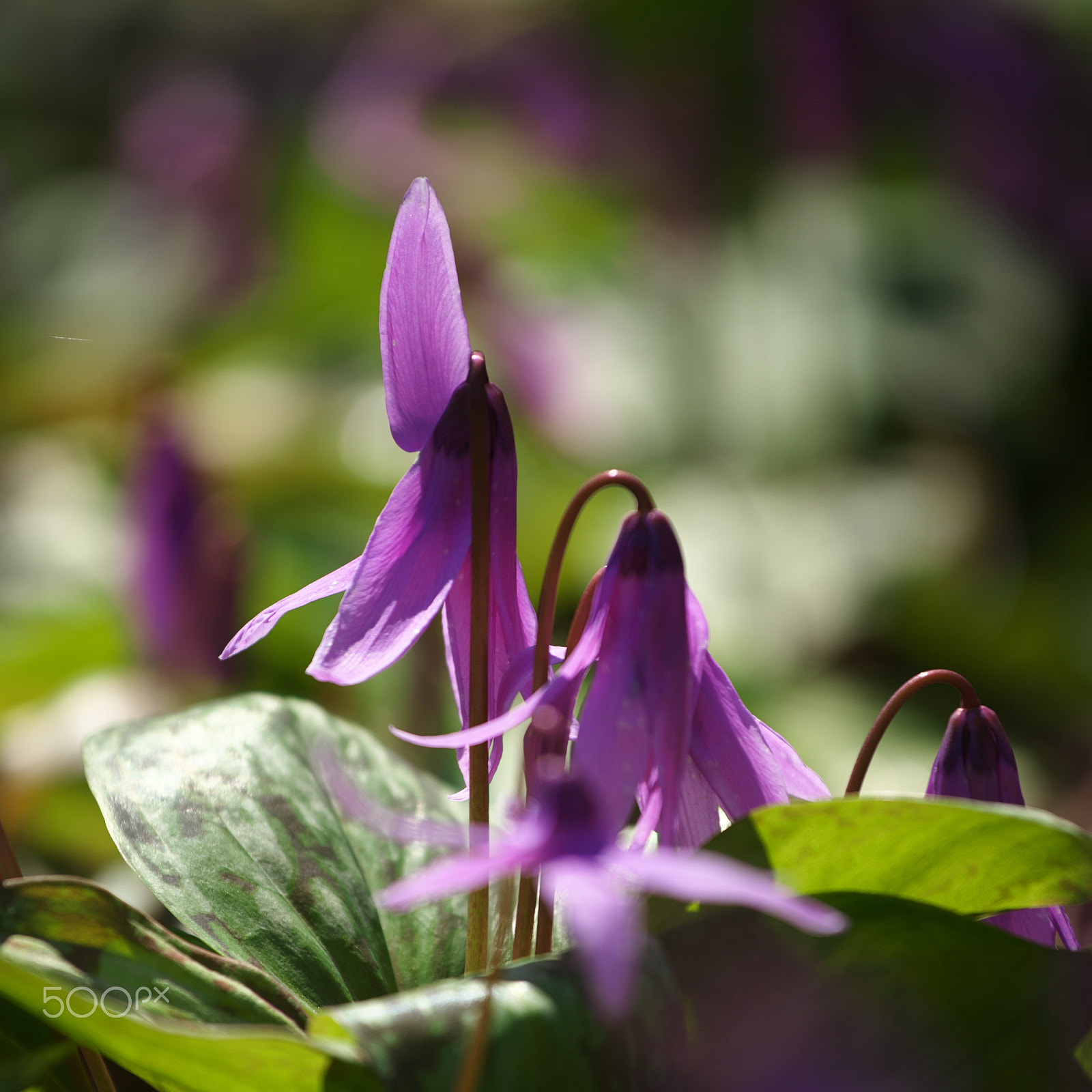 VR 70-200mm F/4.0 G sample photo. Hello, spring photography
