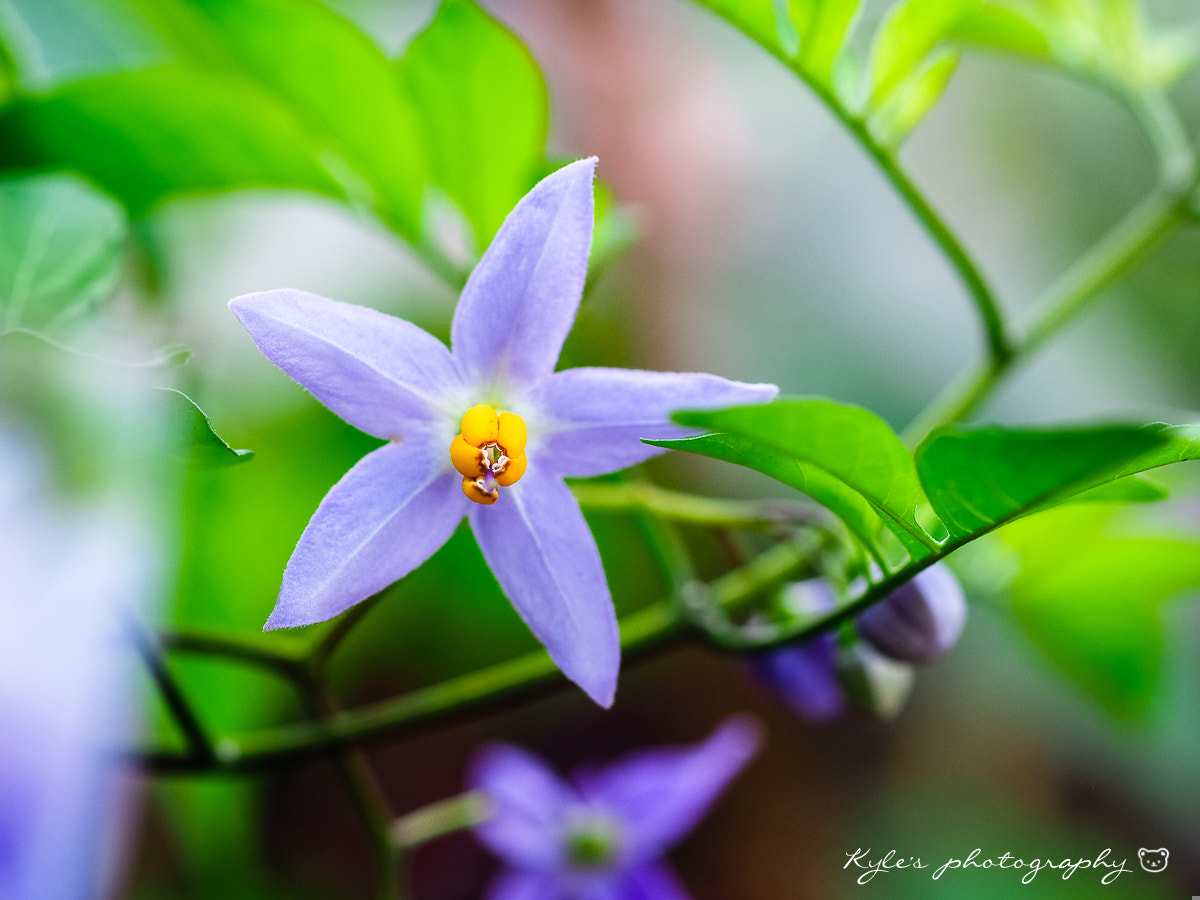 Olympus OM-D E-M1 + OLYMPUS 50mm Lens sample photo. 懸星花 photography