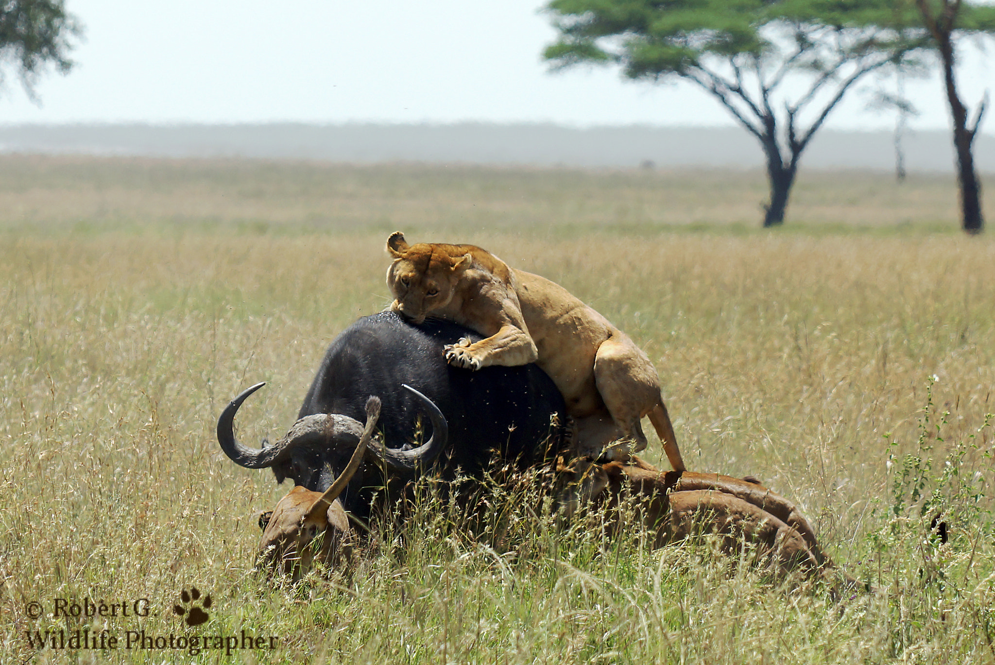Sony SLT-A77 + Minolta/Sony AF 70-200mm F2.8 G sample photo. Jagdszene in der serengeti photography