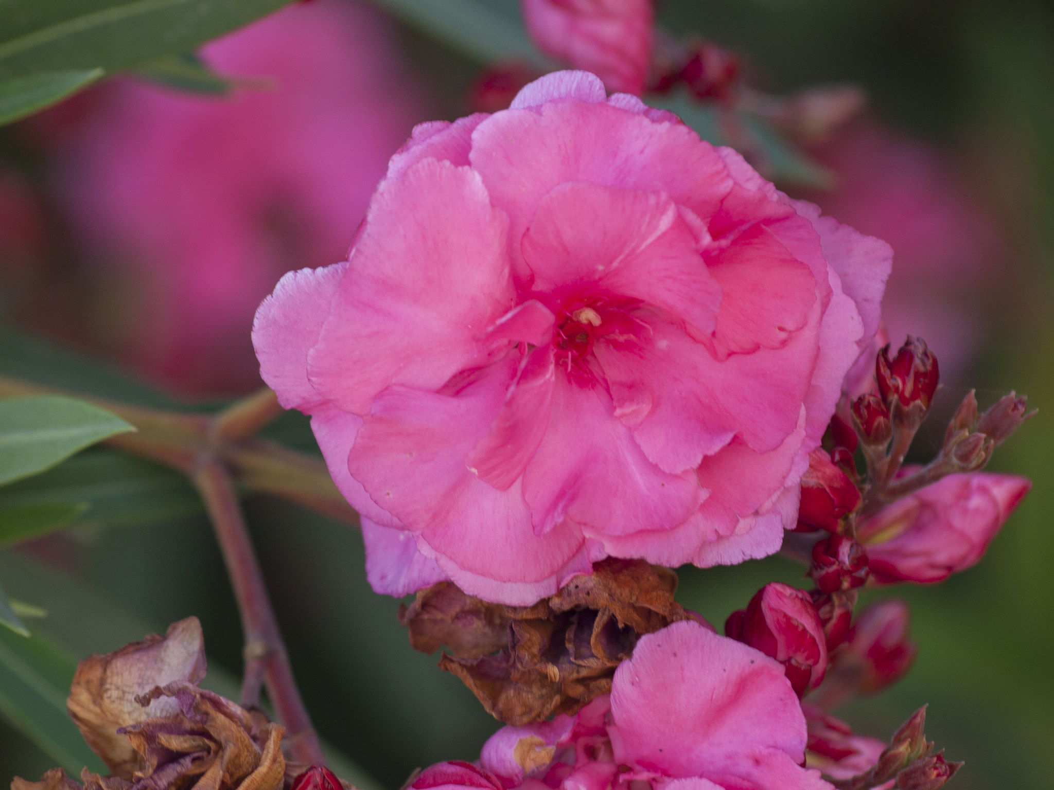 Olympus Zuiko Digital ED 70-300mm F4.0-5.6 sample photo. Just spring flowers photography