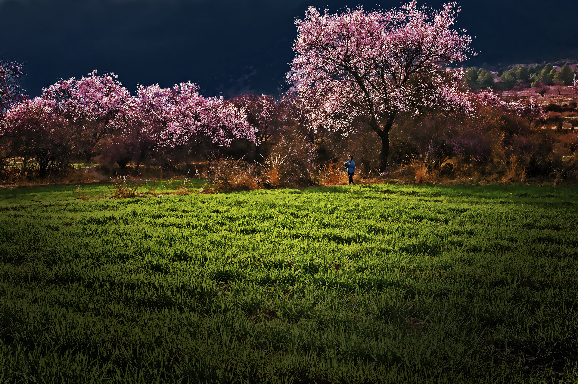 Nikon AF-S Nikkor 14-24mm F2.8G ED sample photo. 夕阳耀的桃花艳 photography