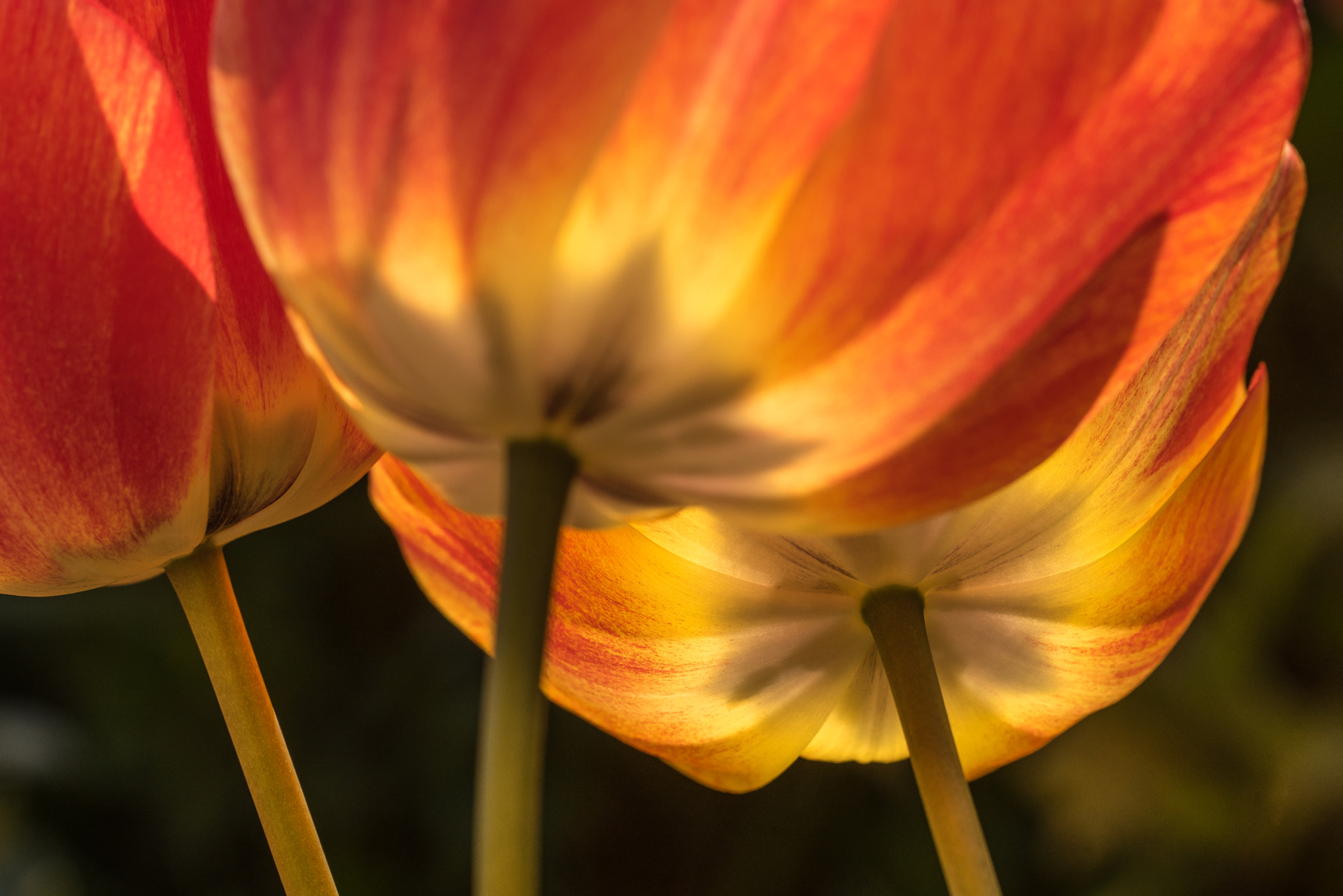 Sony a7R + 150mm F2.8 sample photo. The other tulip pic iii photography