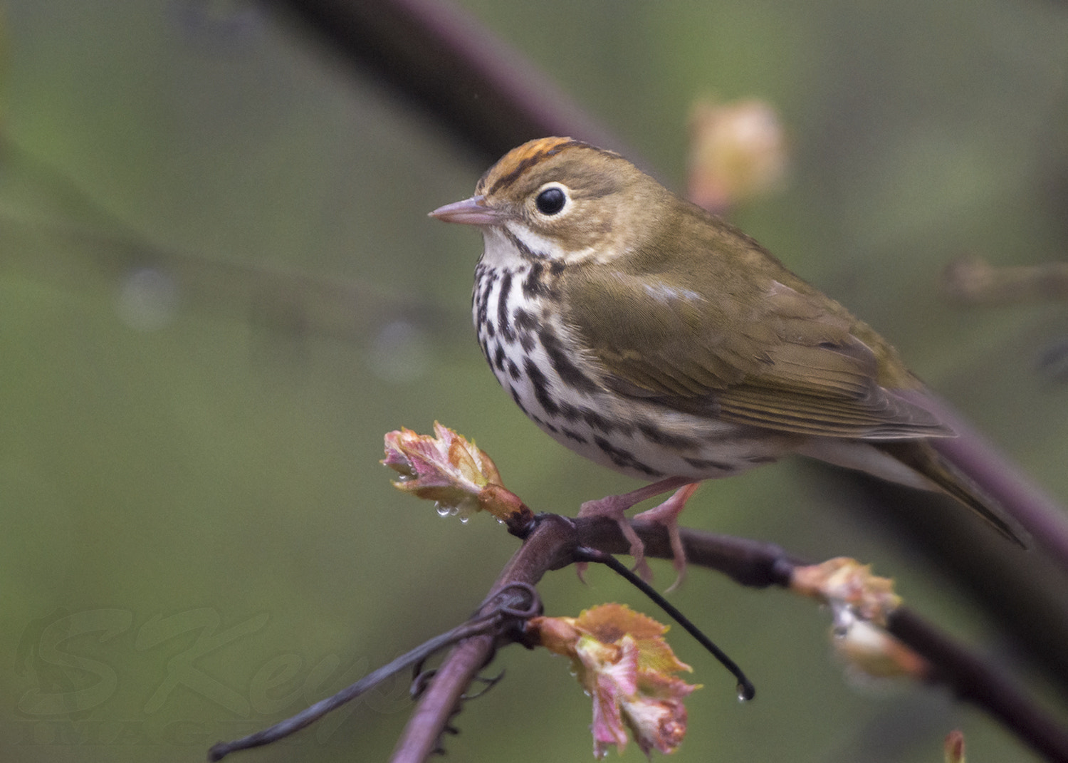 Nikon D7200 + Sigma 500mm F4.5 EX DG HSM sample photo. Budding star (ovenbird) photography