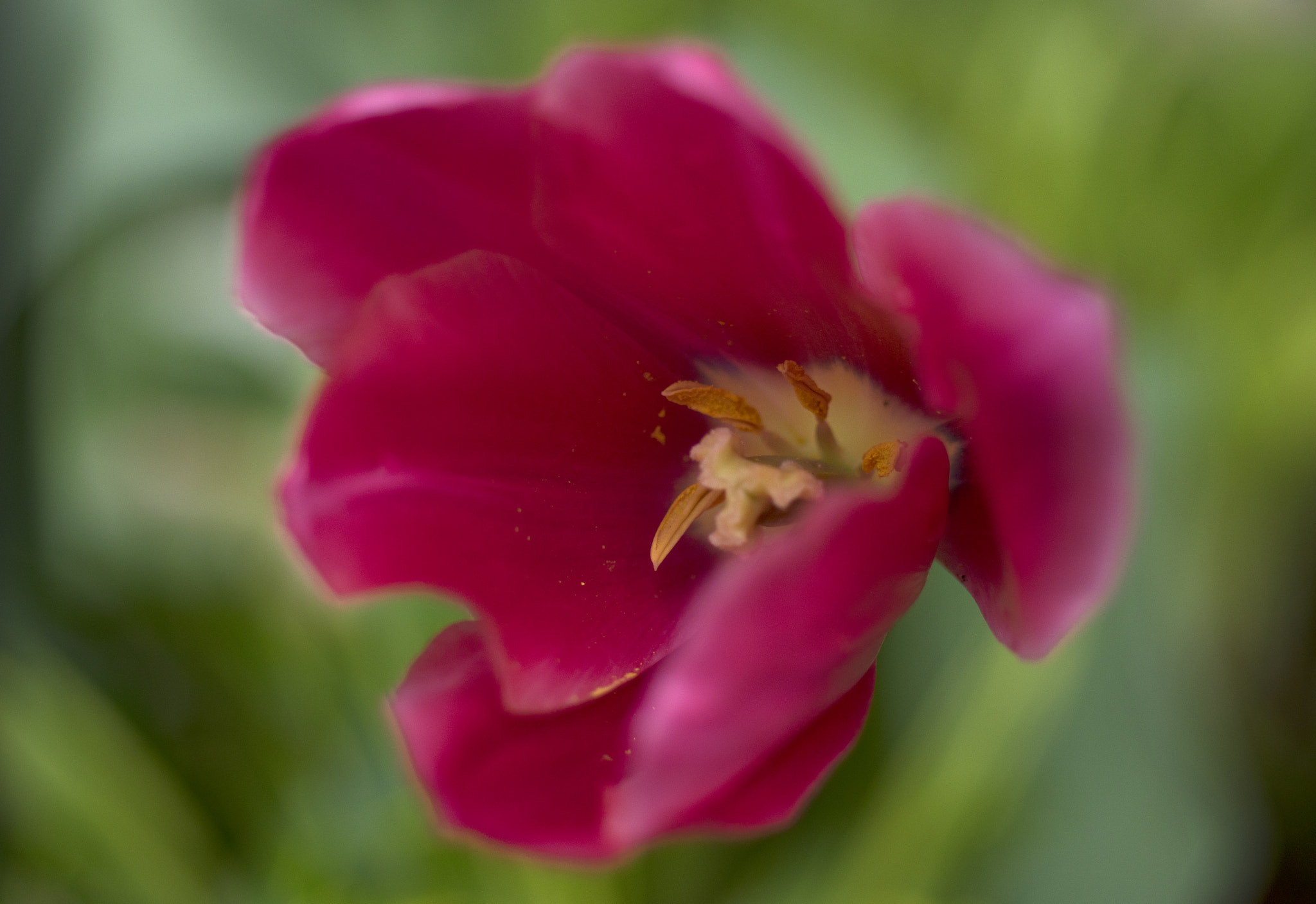 Pentax smc DA* 55mm F1.4 SDM sample photo. Still center photography