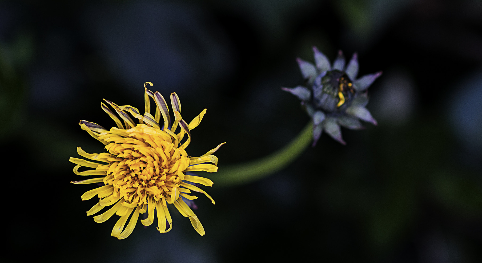 Canon EOS 100D (EOS Rebel SL1 / EOS Kiss X7) + Canon EF 100mm F2.8 Macro USM sample photo. Dandelion flower and bud photography