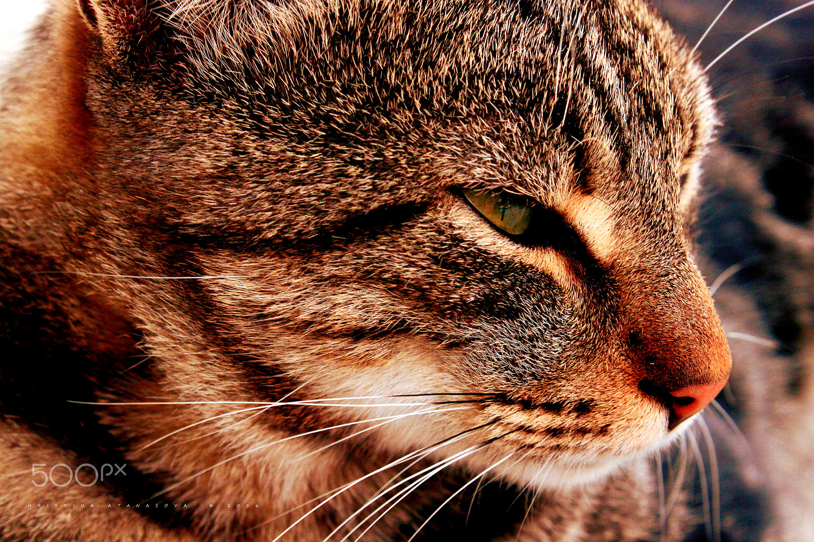 Canon EF-S 18-55mm F3.5-5.6 IS sample photo. ... profile portrait ... photography