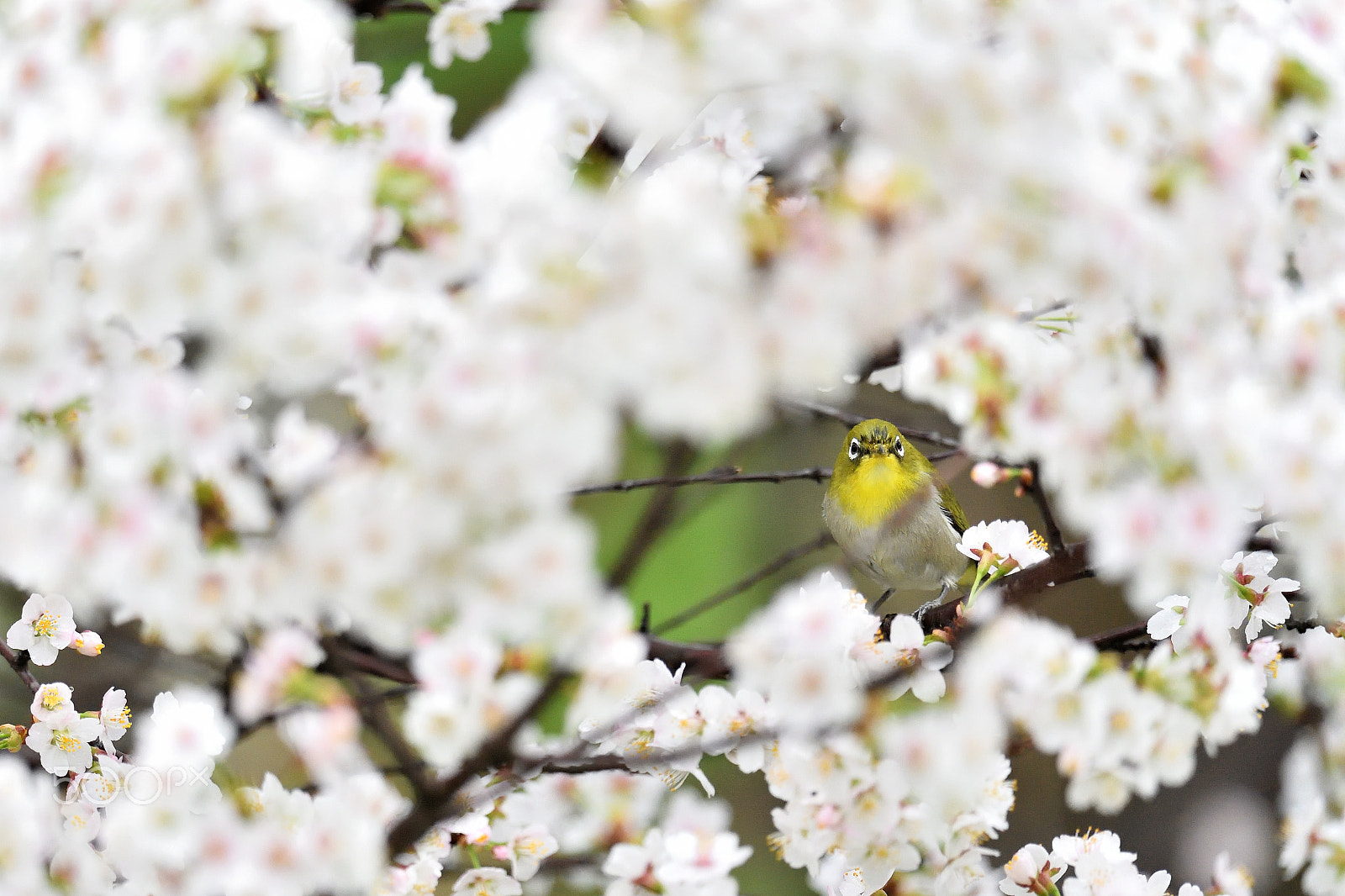 Nikon D5 + Nikon AF-S Nikkor 600mm F4G ED VR sample photo. A cherry tree and japanese white-eye photography