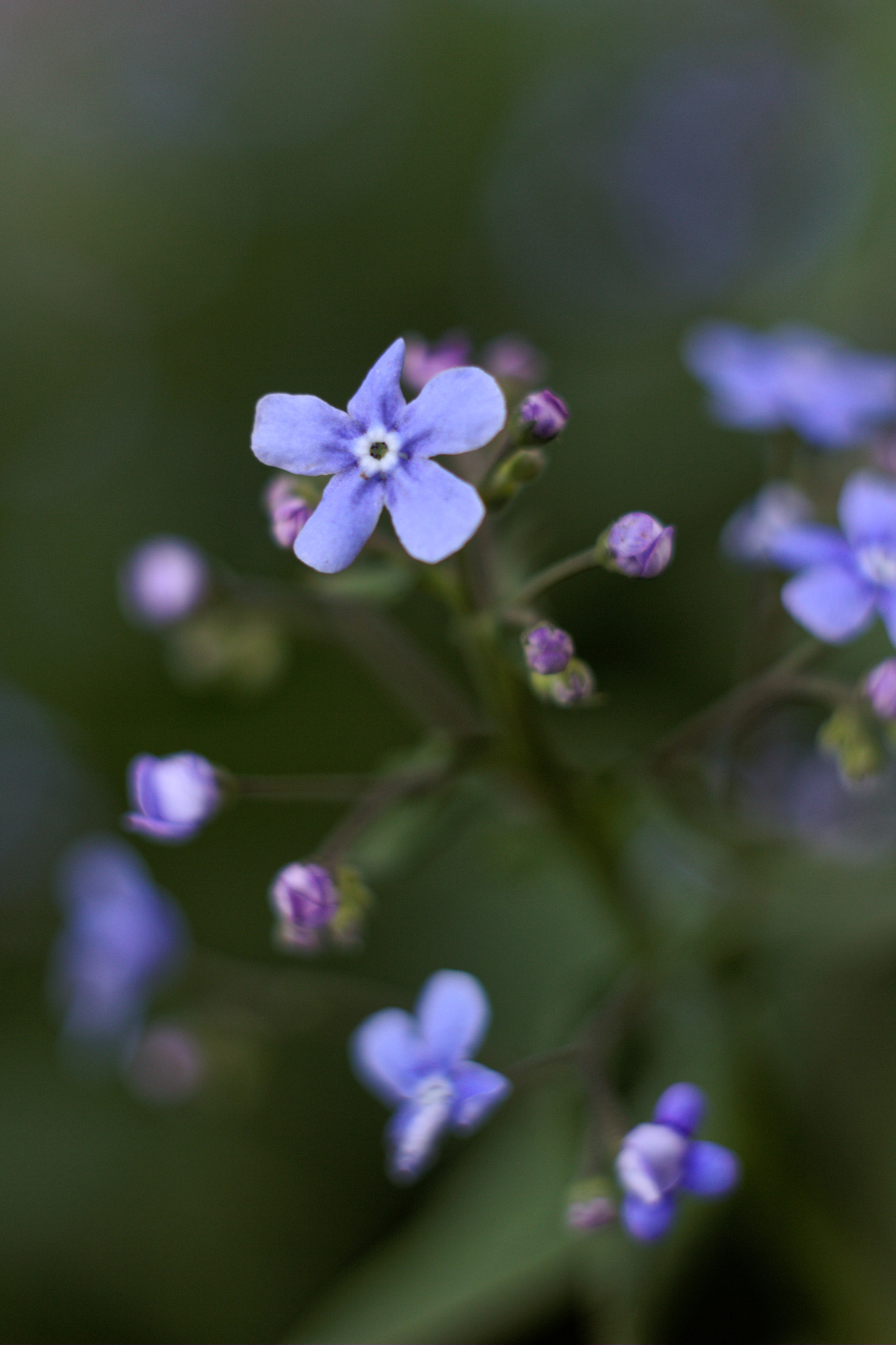 Canon EF 28-80mm f/3.5-5.6 sample photo. -- photography
