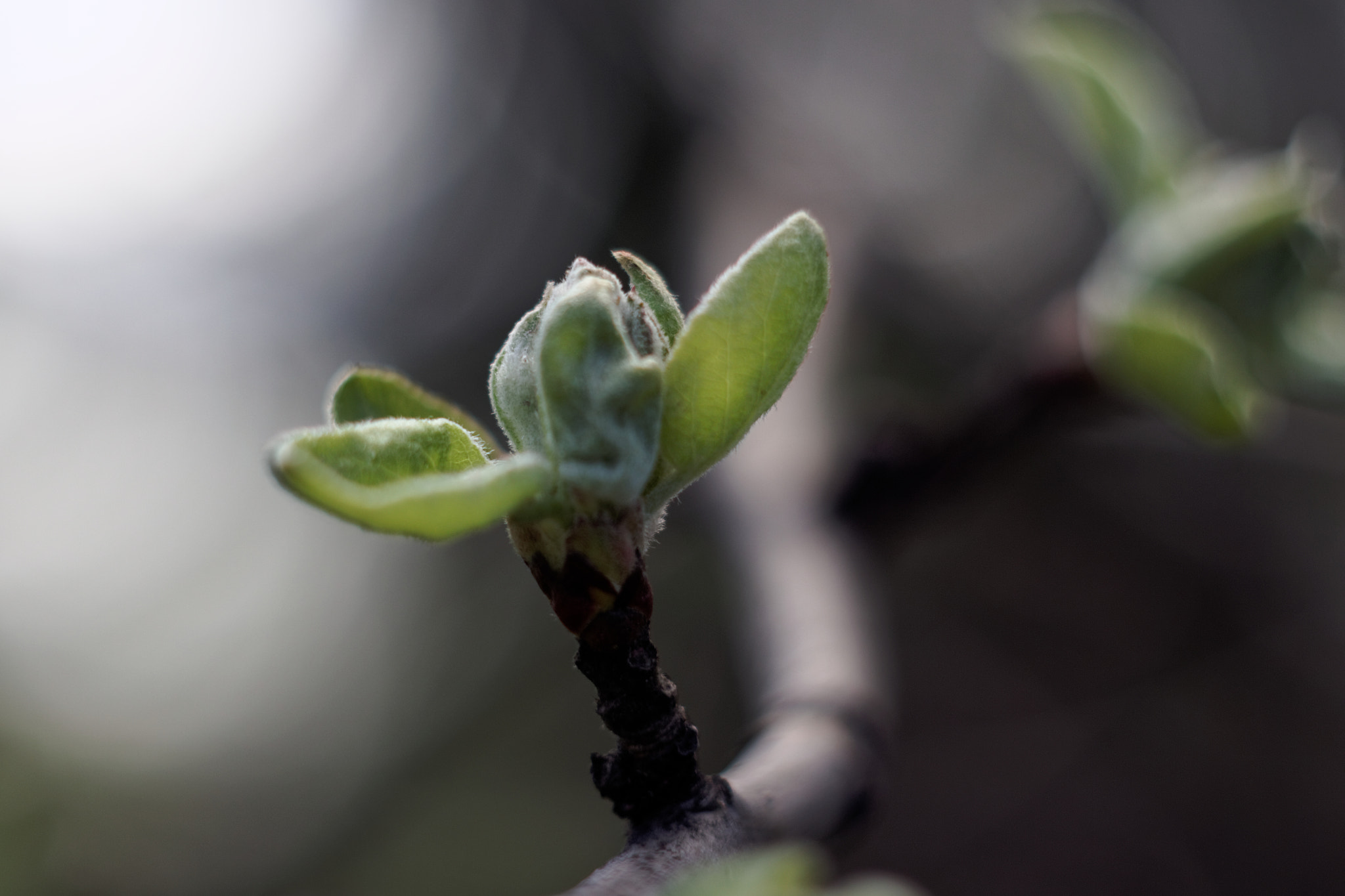 Canon EF 28-80mm f/3.5-5.6 sample photo. Leaf photography
