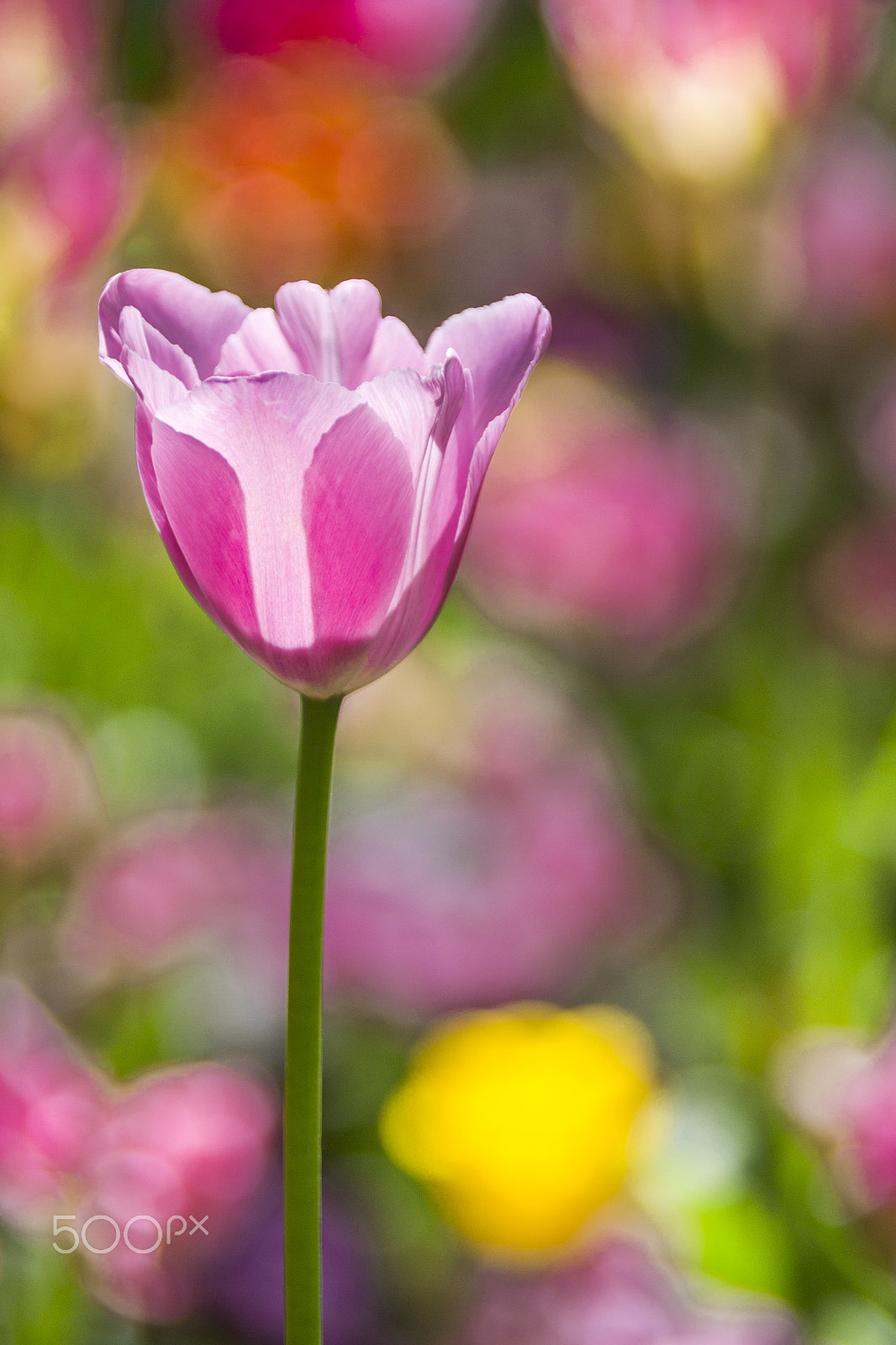 Canon EOS 6D + Tamron AF 28-300mm F3.5-6.3 XR Di VC LD Aspherical (IF) Macro sample photo. Spring, tulips... photography