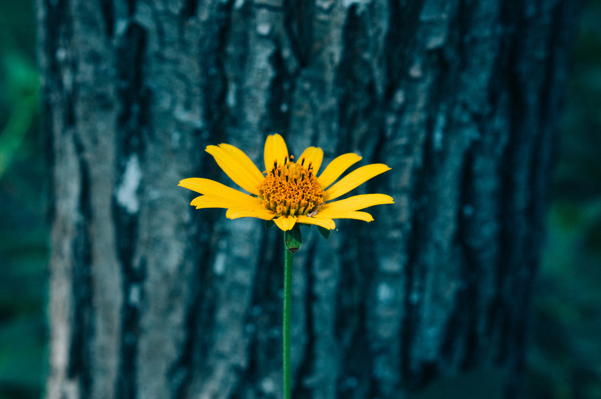 Sony Alpha NEX-5T + E 50mm F1.8 OSS sample photo. Little yellow flower in the story photography