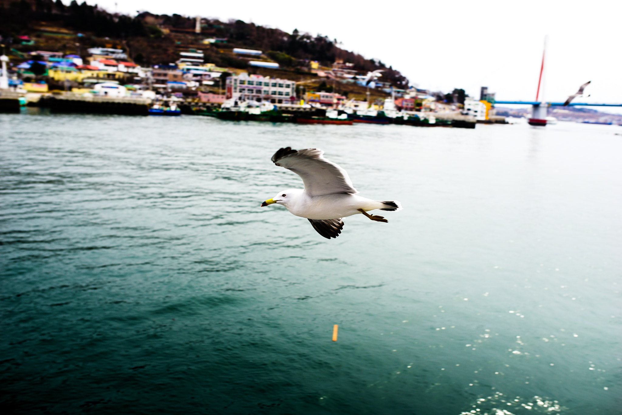 35mm F1.4 sample photo. Seagull photography