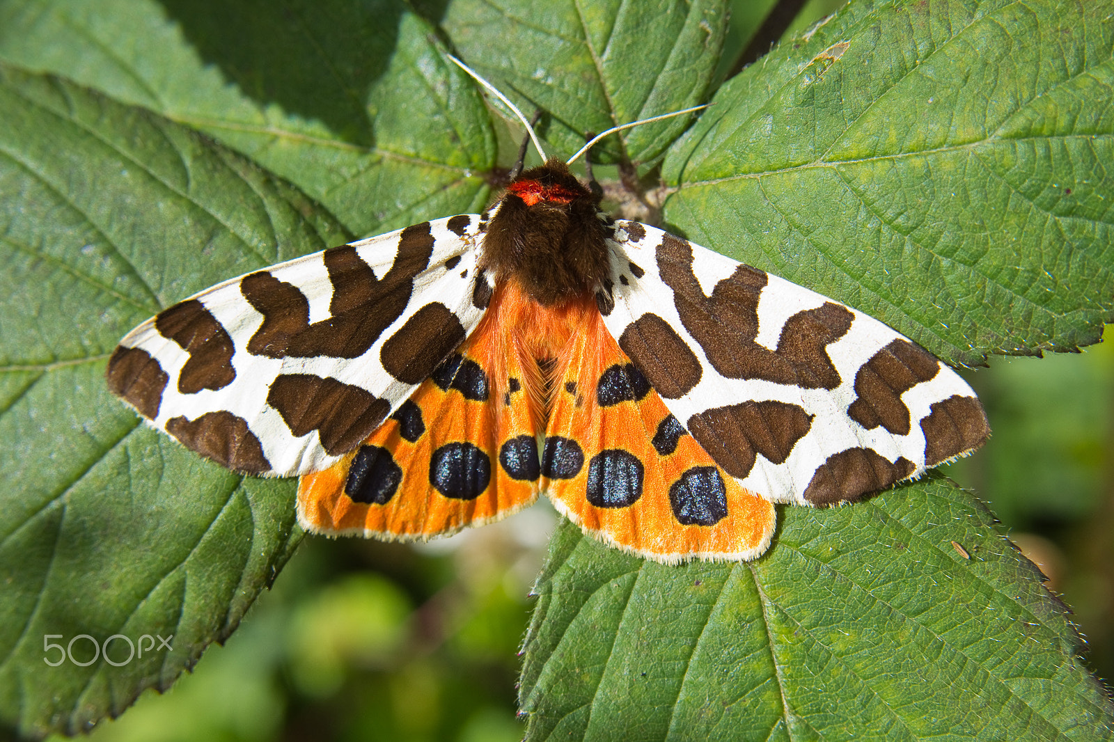 Canon EF-S 18-55mm F3.5-5.6 sample photo. Garden tiger moth photography