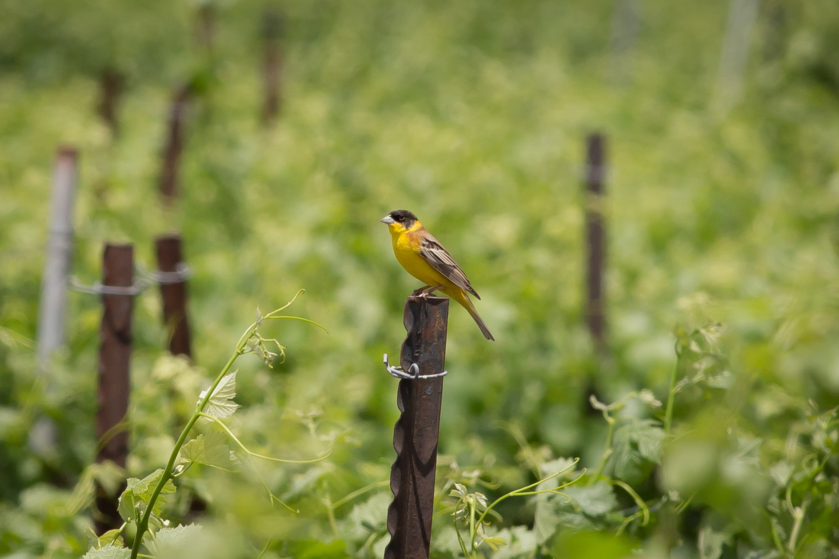 Canon EOS 6D + Canon EF 400mm F5.6L USM sample photo. Black headed bunting photography