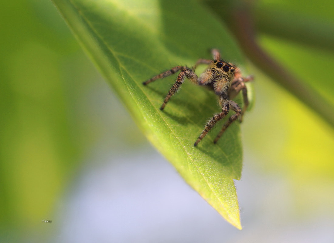 Sony SLT-A65 (SLT-A65V) + Minolta AF 50mm F1.7 sample photo. не спрятался ) photography