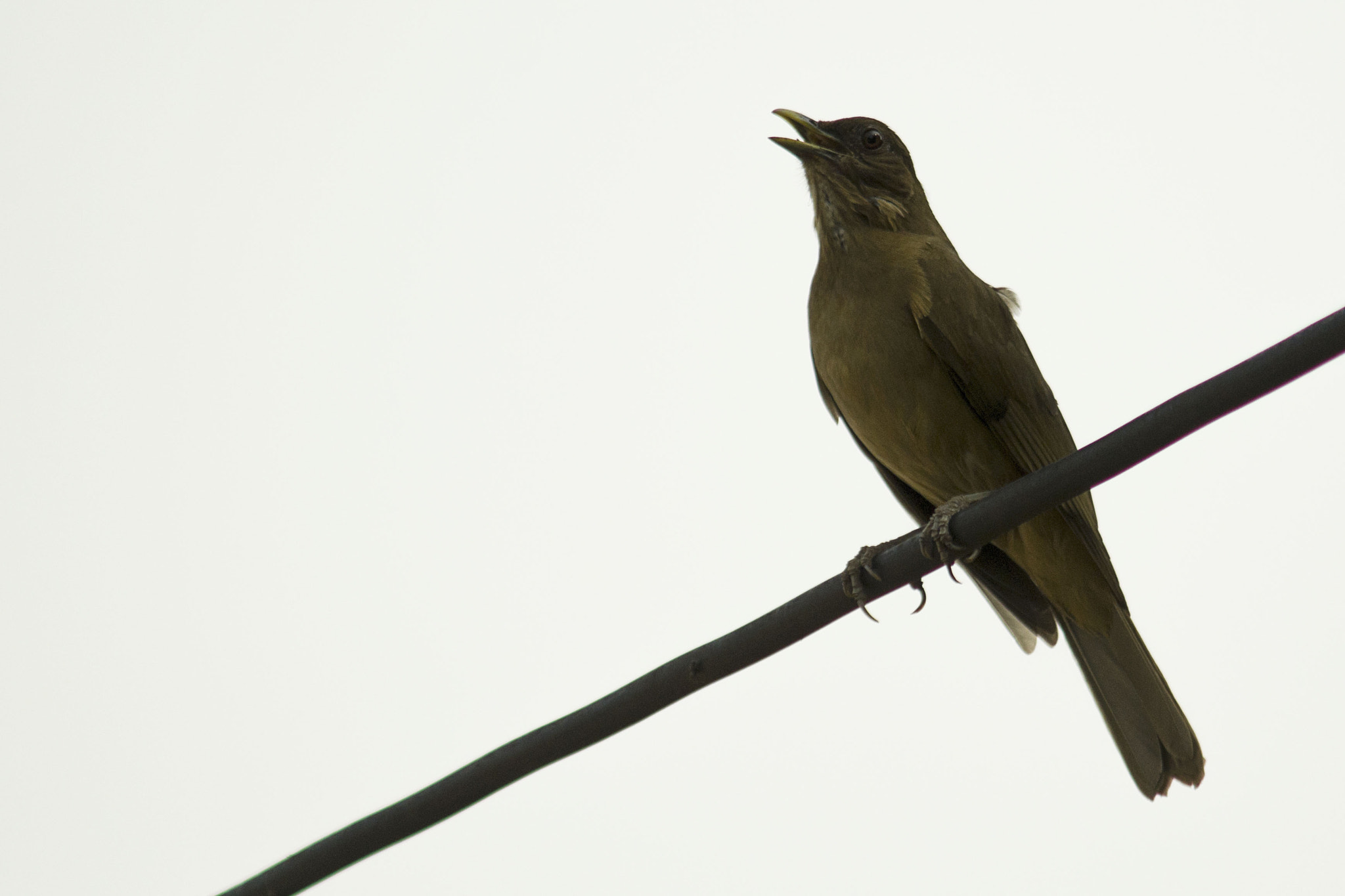 AF Zoom-Nikkor 75-300mm f/4.5-5.6 sample photo. Cenzontle photography