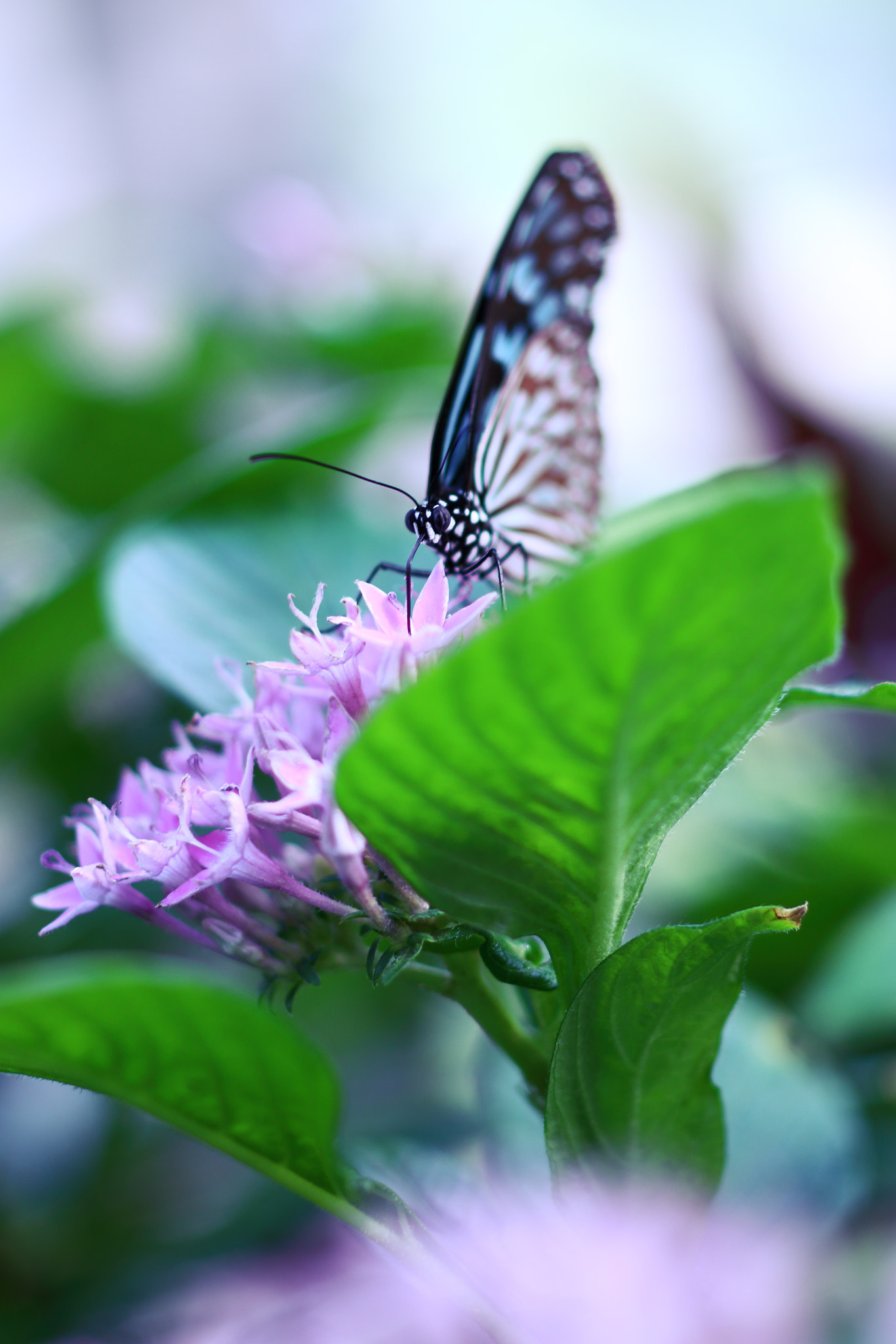 ZEISS Makro-Planar T* 50mm F2 sample photo. Ceylon blue glassy tiger photography